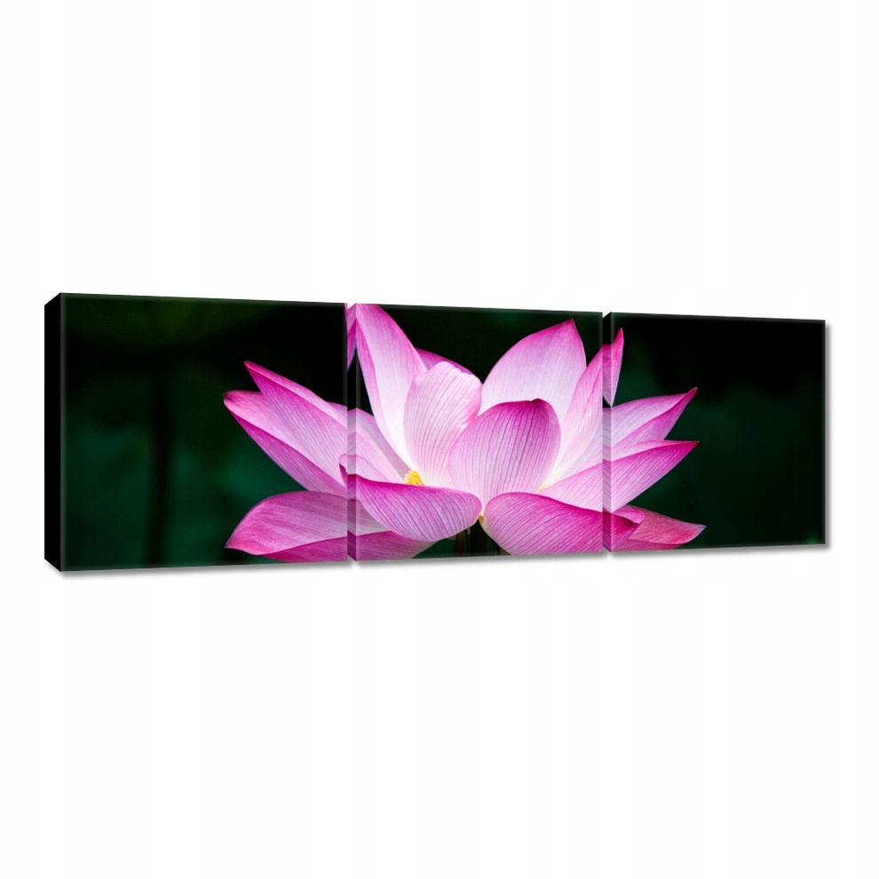 

Obrazy 60x20 Kwiat lotosu