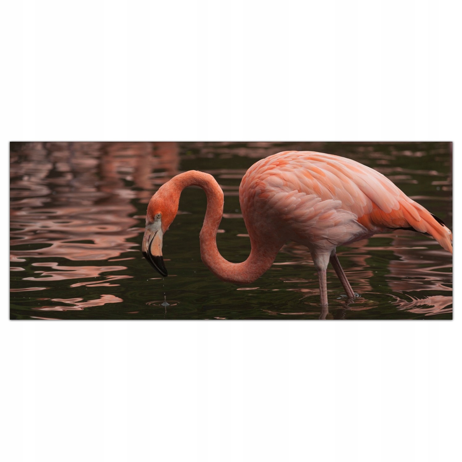 

Obraz na szkle Foto Flaming Ptak Zwierzę 125x50