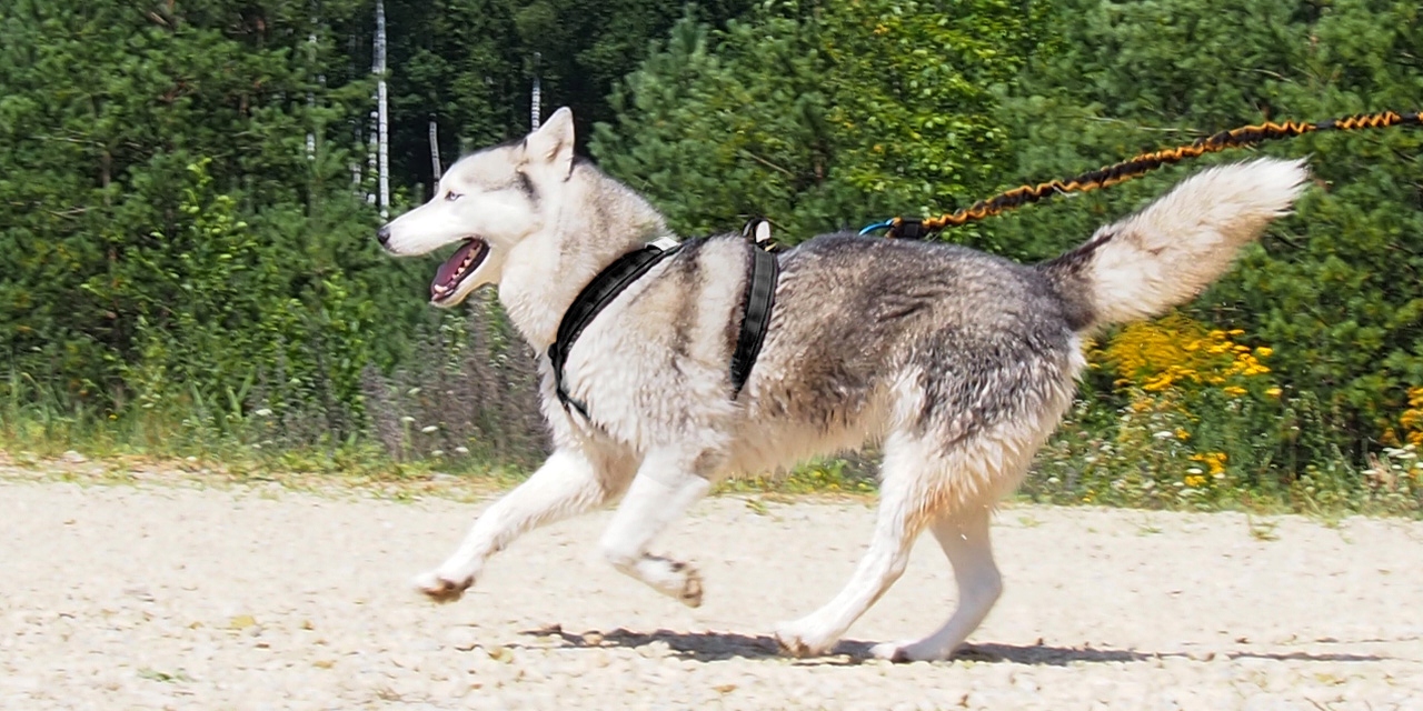 HIFICA LITE RUN PP Szelki Sportowe Guard Na Miarę Pełna Opcja Podszycie Model Lite Run