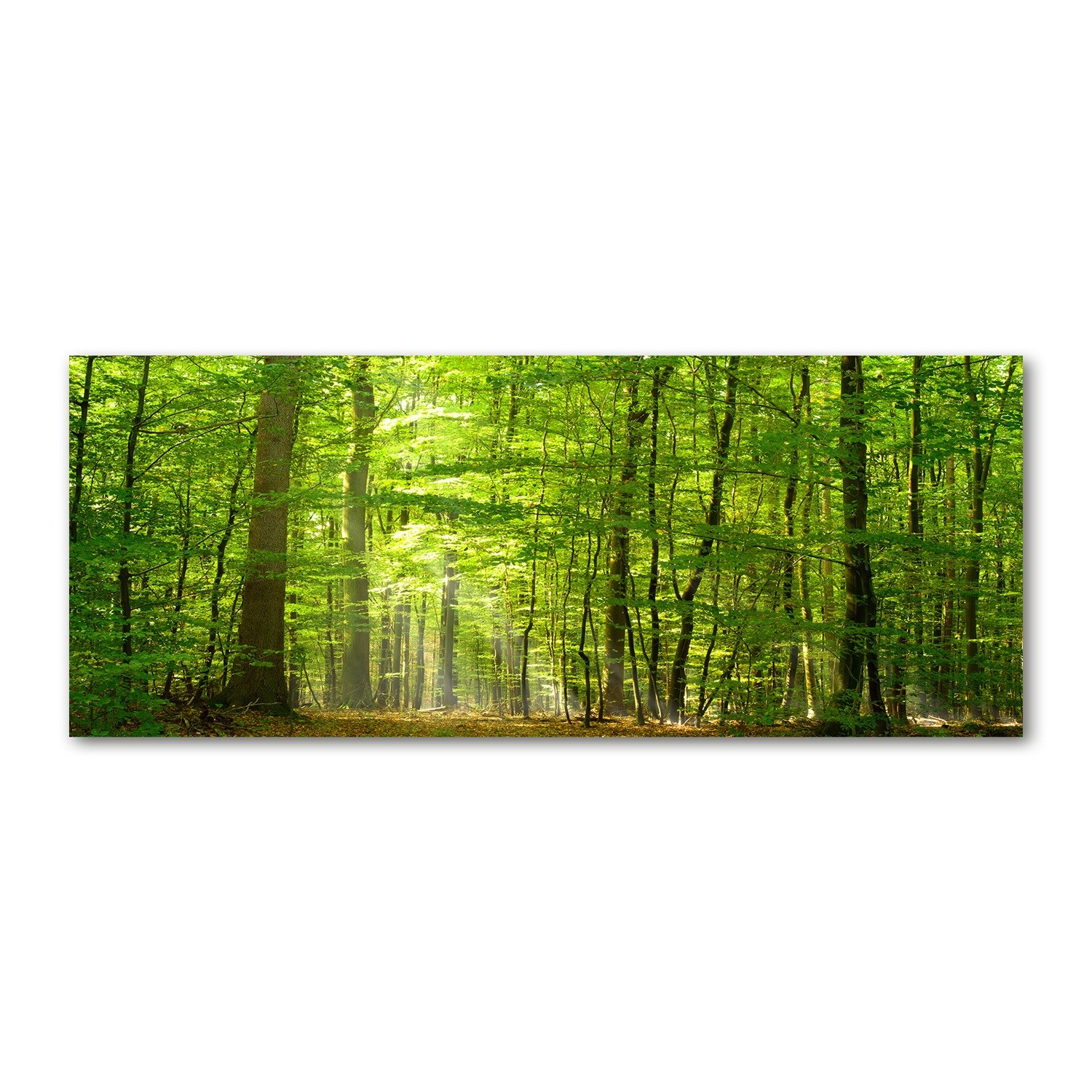 

Foto obraz akryl zdjęcie Liściasty las 125x50 cm