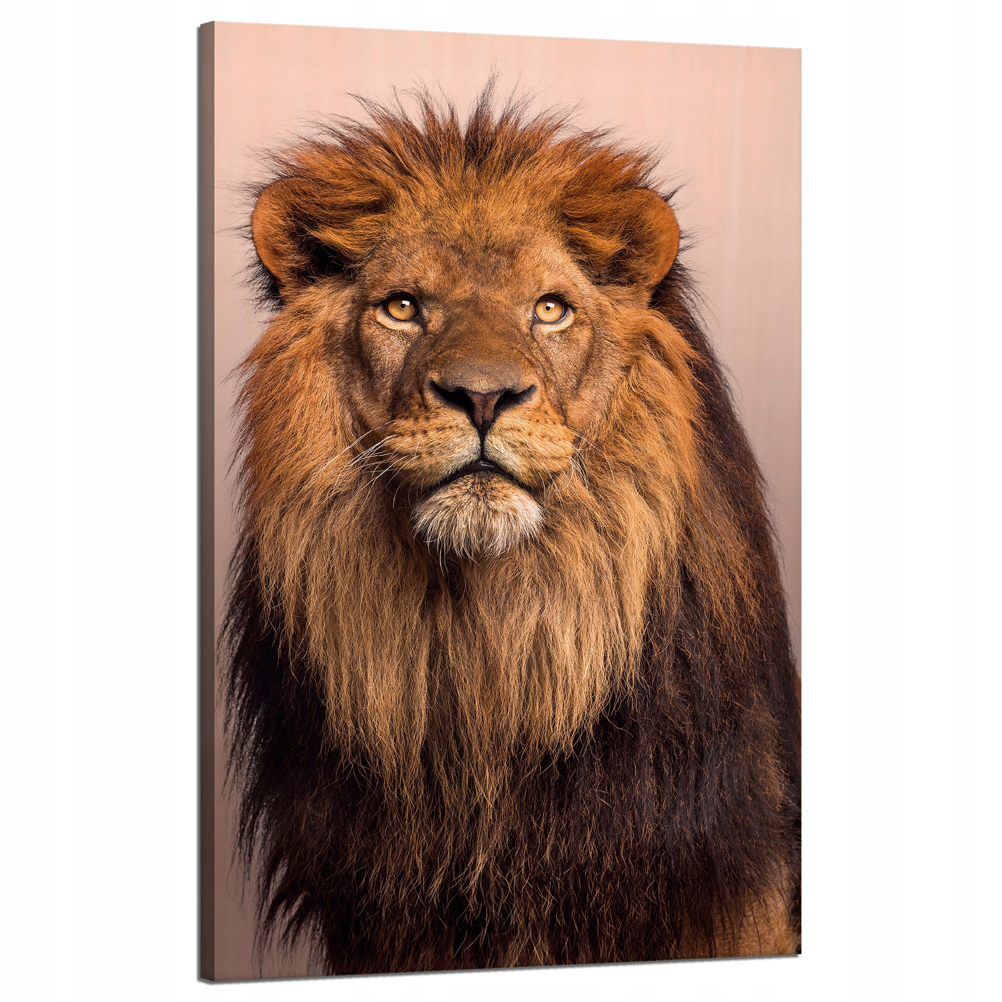 Obraz na plátně Tvář lva Krása Hříva Vlasy 50x80 cm