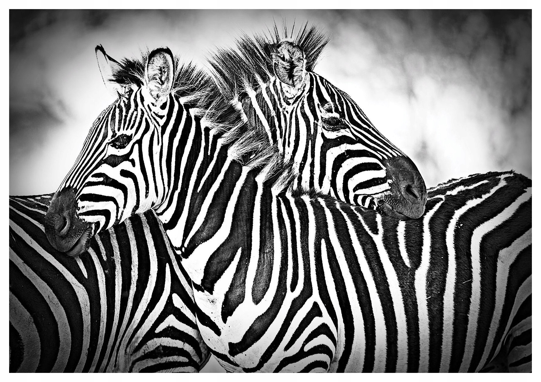 Vliesová fototapeta Zebra Africká elegance na zdi 254x184 lepidlo