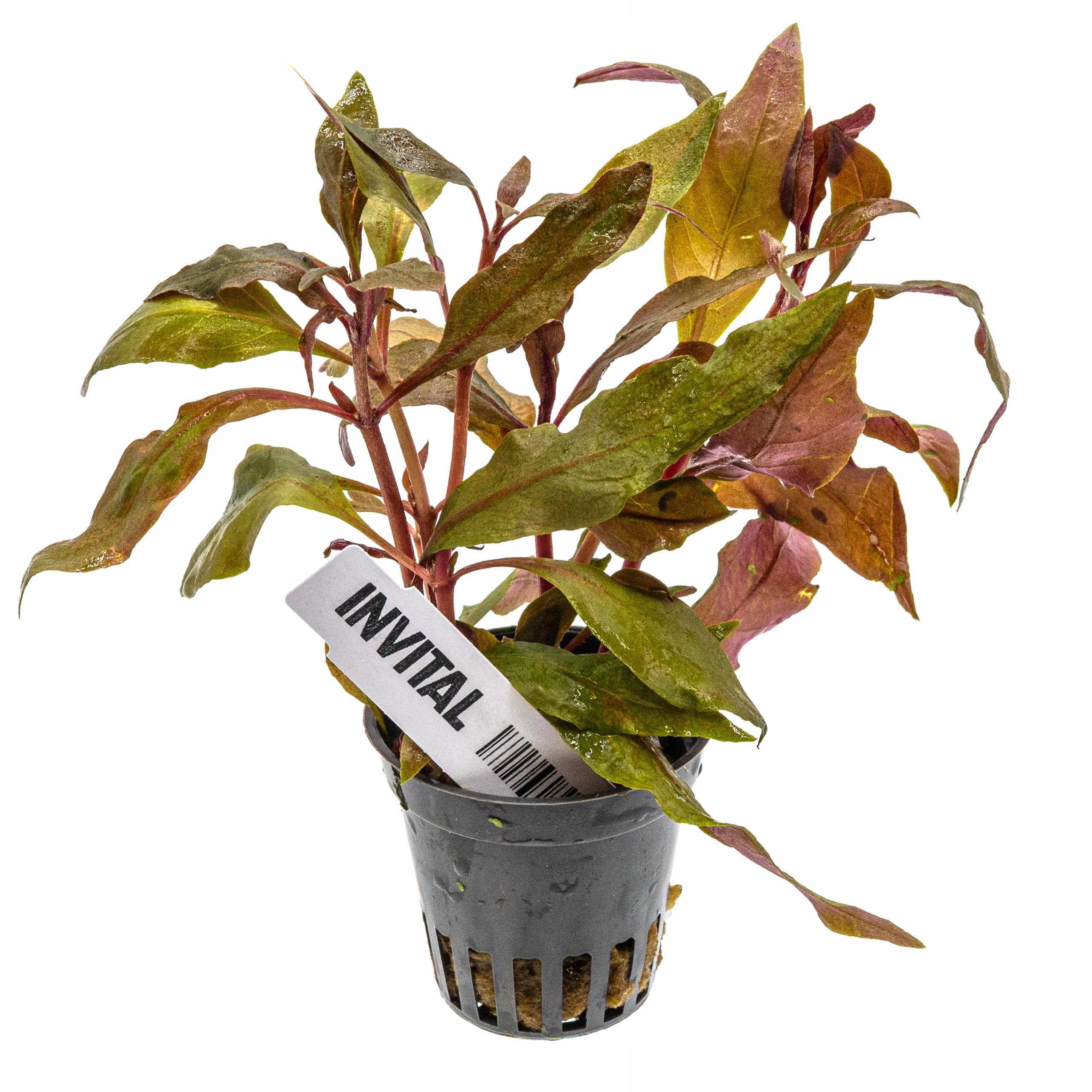 INVITAL Alternanthera cardinalis / splendens koszyk Ø 5,5 cm