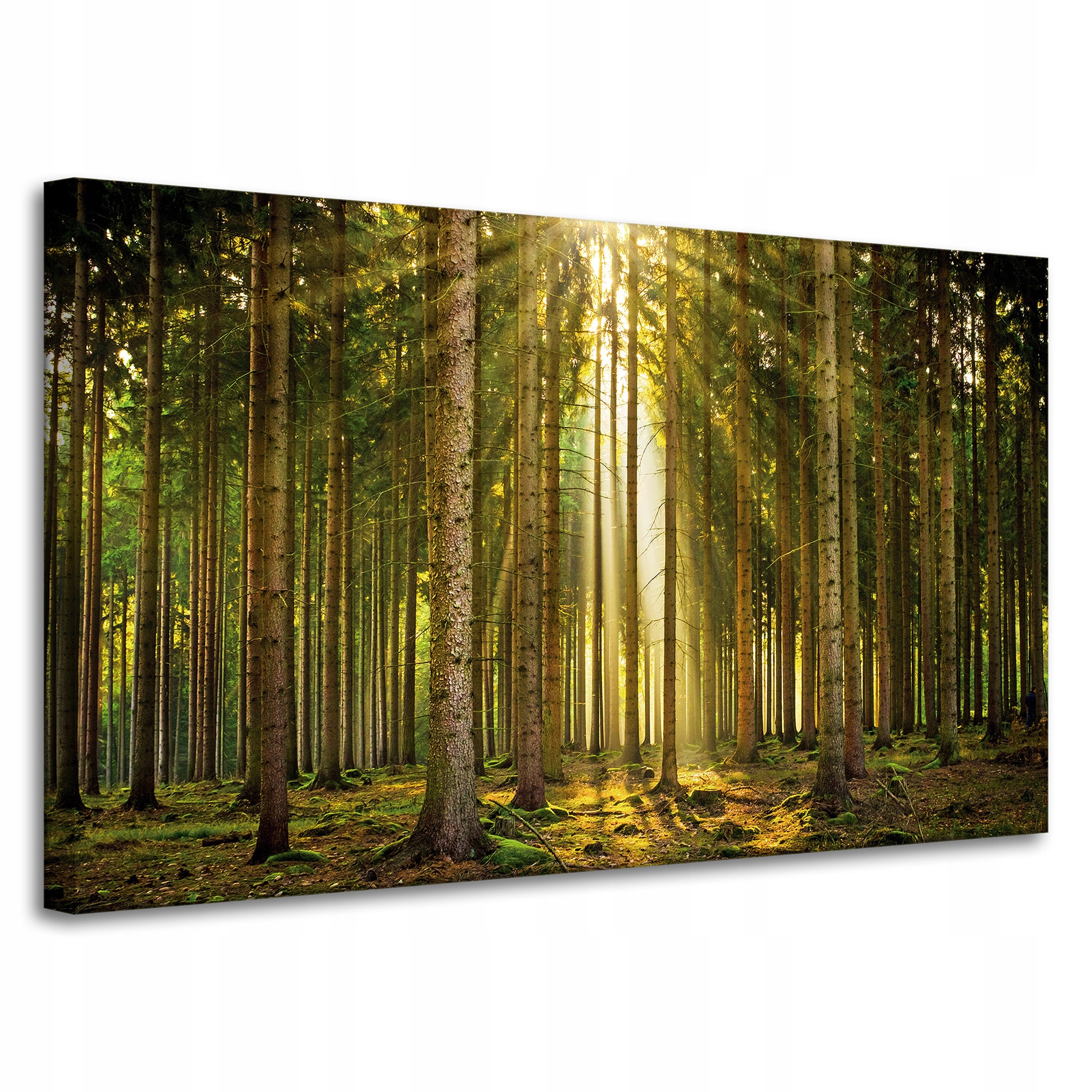 Obraz na plátně Les Stromy Slunce Příroda Jaro 100x60 cm