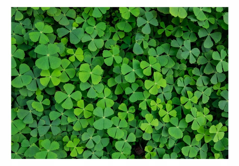 

Fototapeta - Zielona koniczyna - 200X140