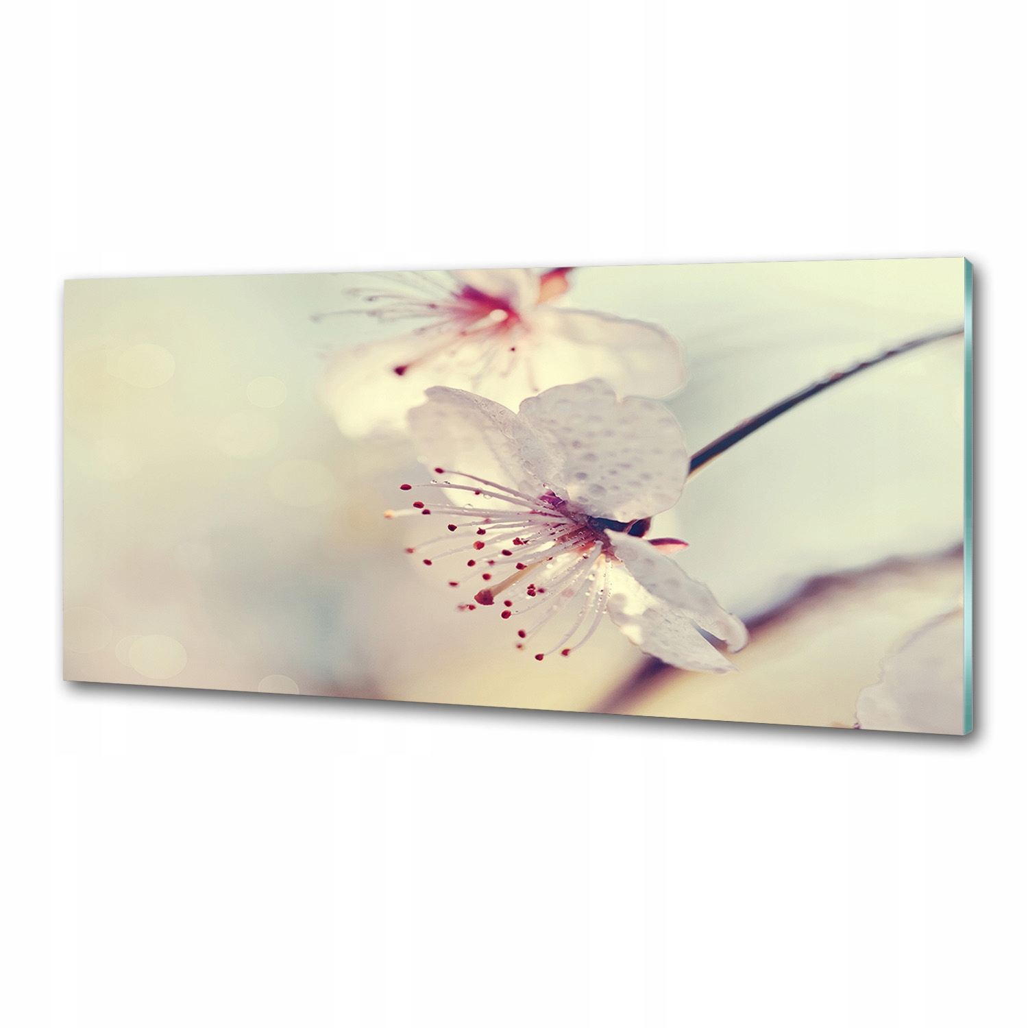 Panel dekor sklo Čerešňový kvet 125x50 cm Lepidlo