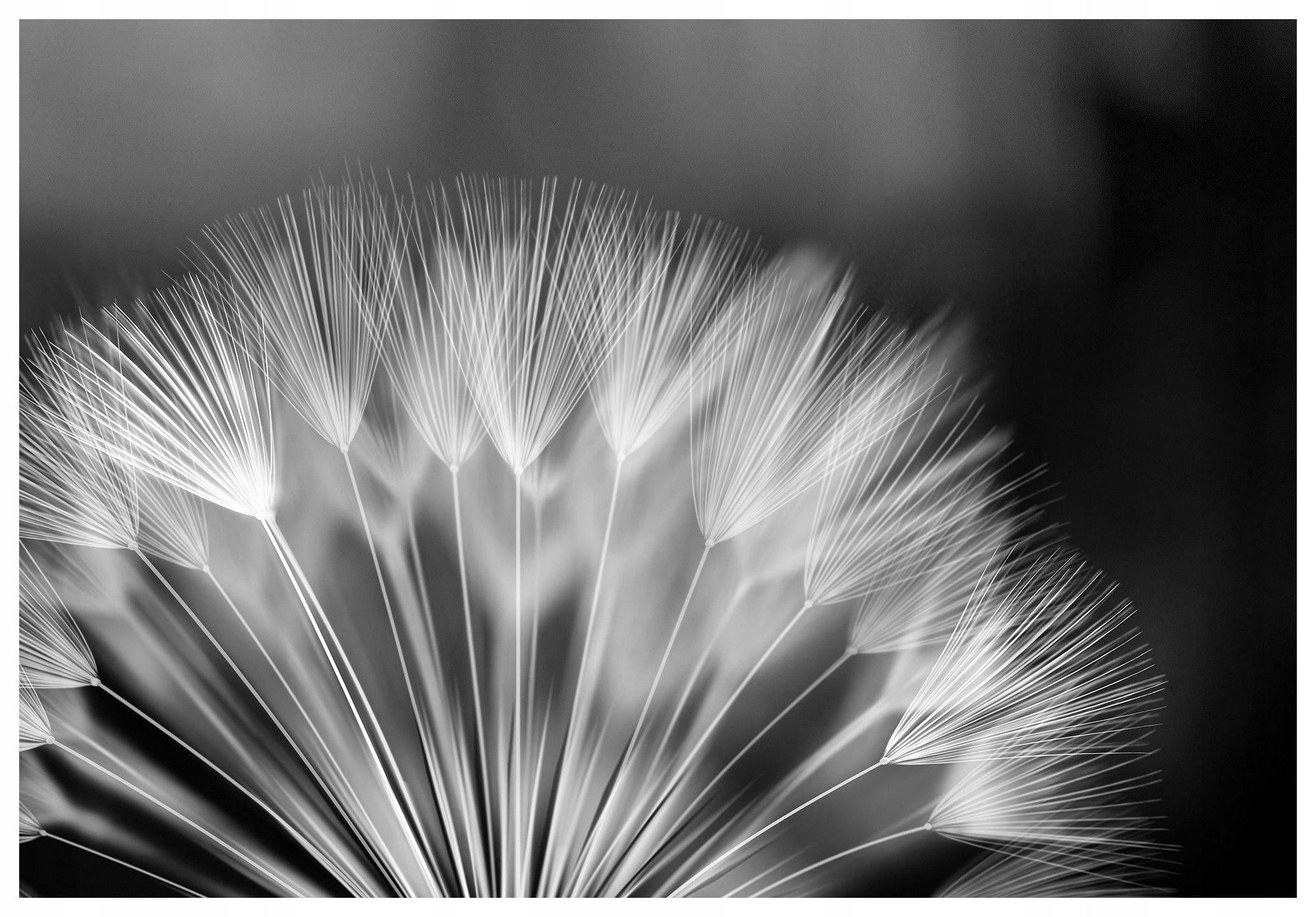 Fototapeta Pampeliška lékařská pampeliška černobílá příroda 368x254 lepidlo