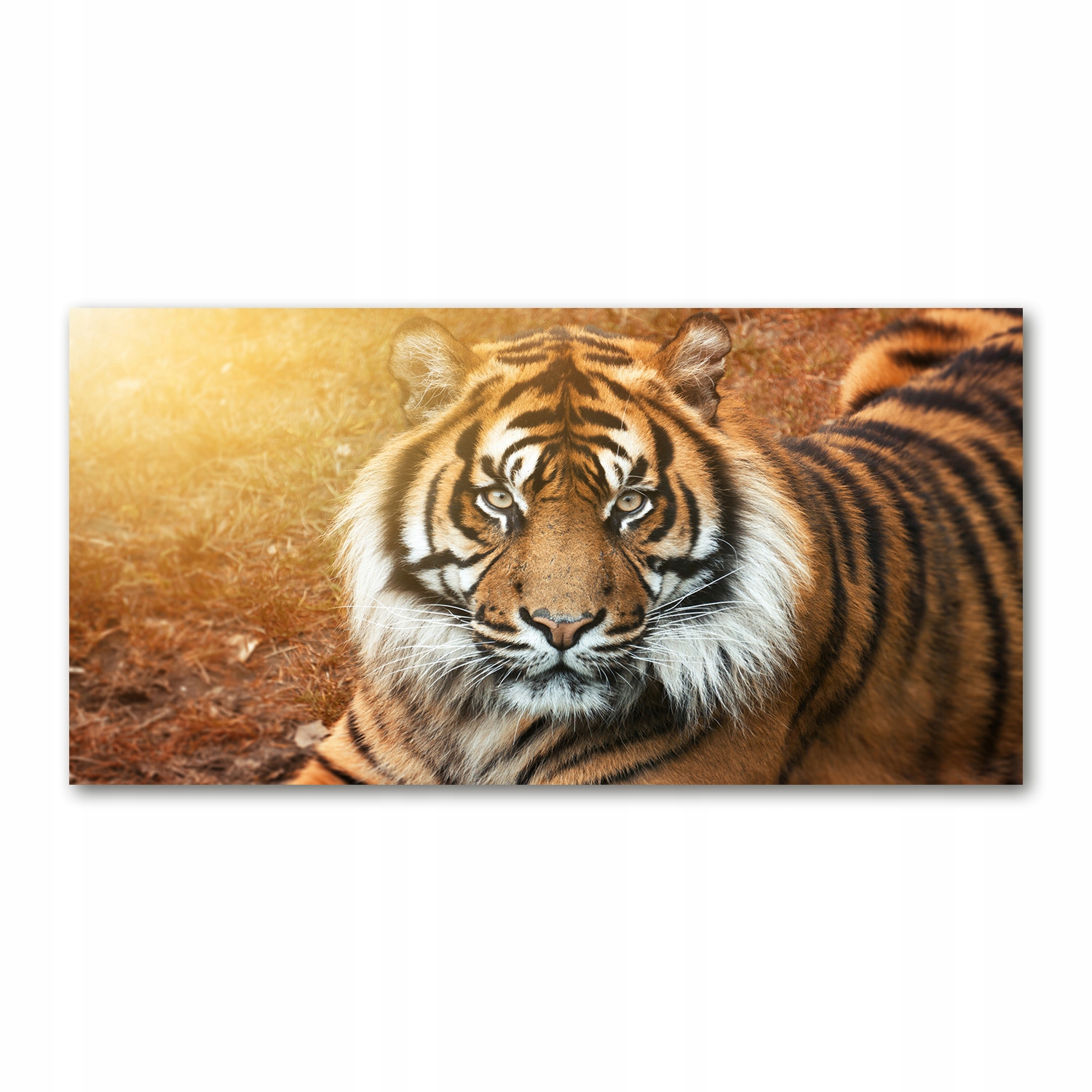 

Foto obraz szkło akryl Tygrys bengalski 120X60 cm