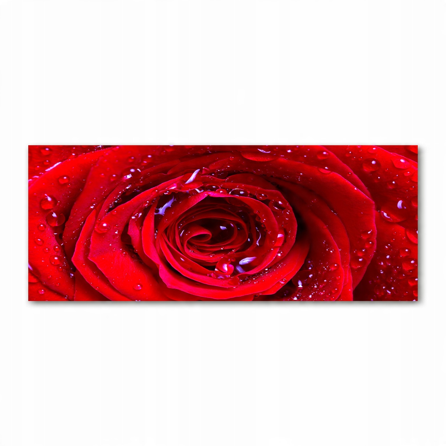 

Foto obraz akryl nowoczesny Kwiat róży 125x50 cm