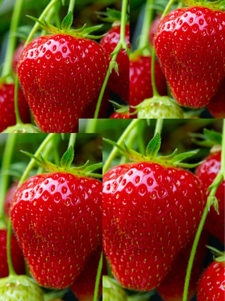 Truskawka Ostara zestaw 2 szt-1208