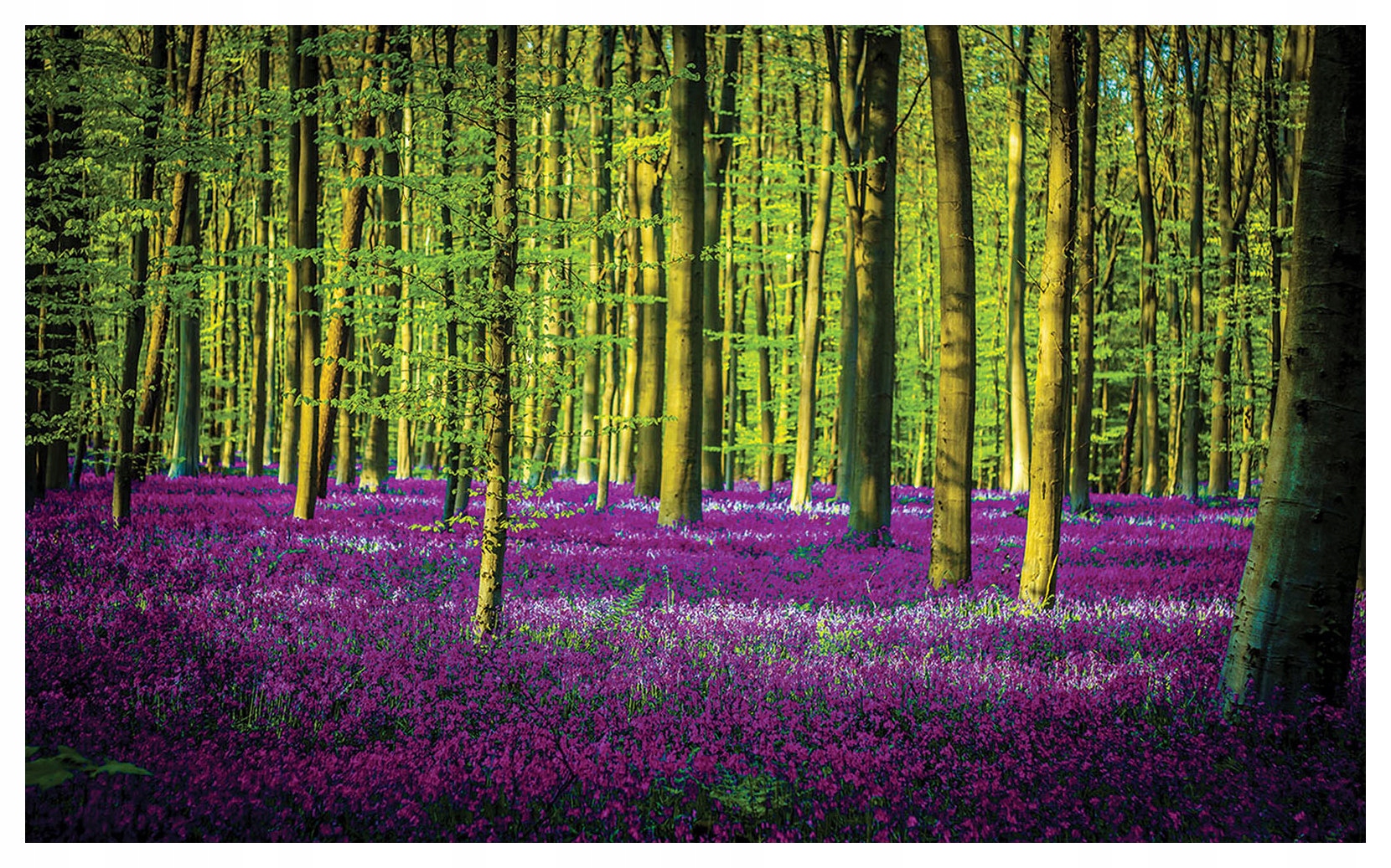 Fototapeta Fialový les Jarná ilúzia Slnečné lúče 350x250 lepidlo