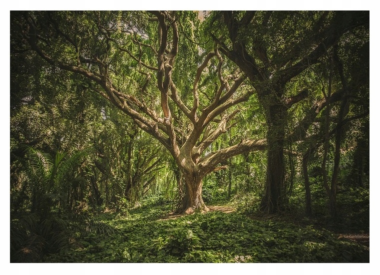 Fototapeta 3D Strom Les Příroda Do Obývacího Pokoje 416x254