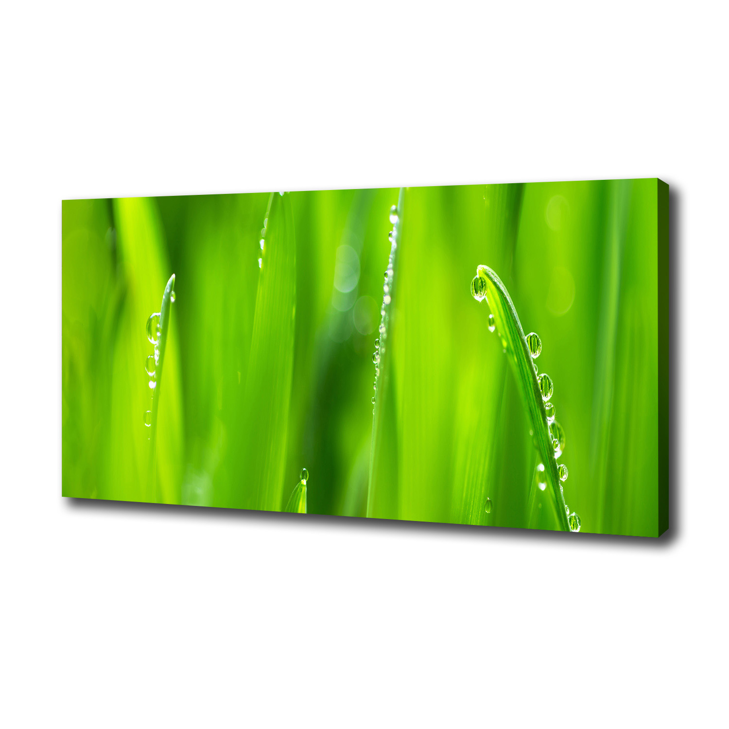 

Foto obraz canvas na ścianę Młody owies 100x50 cm
