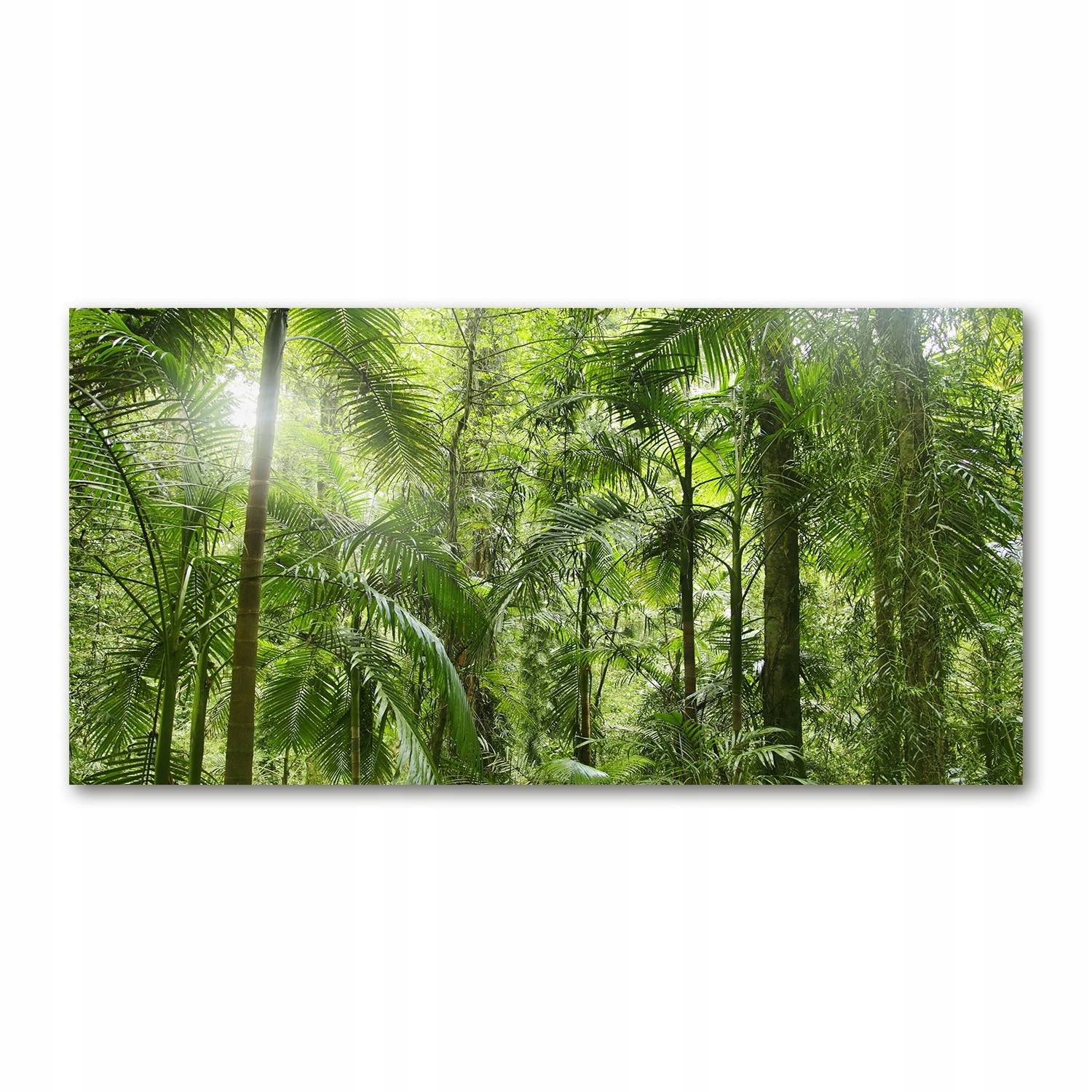 

Foto obraz akryl zdjęcie Las tropikalny 120X60 cm