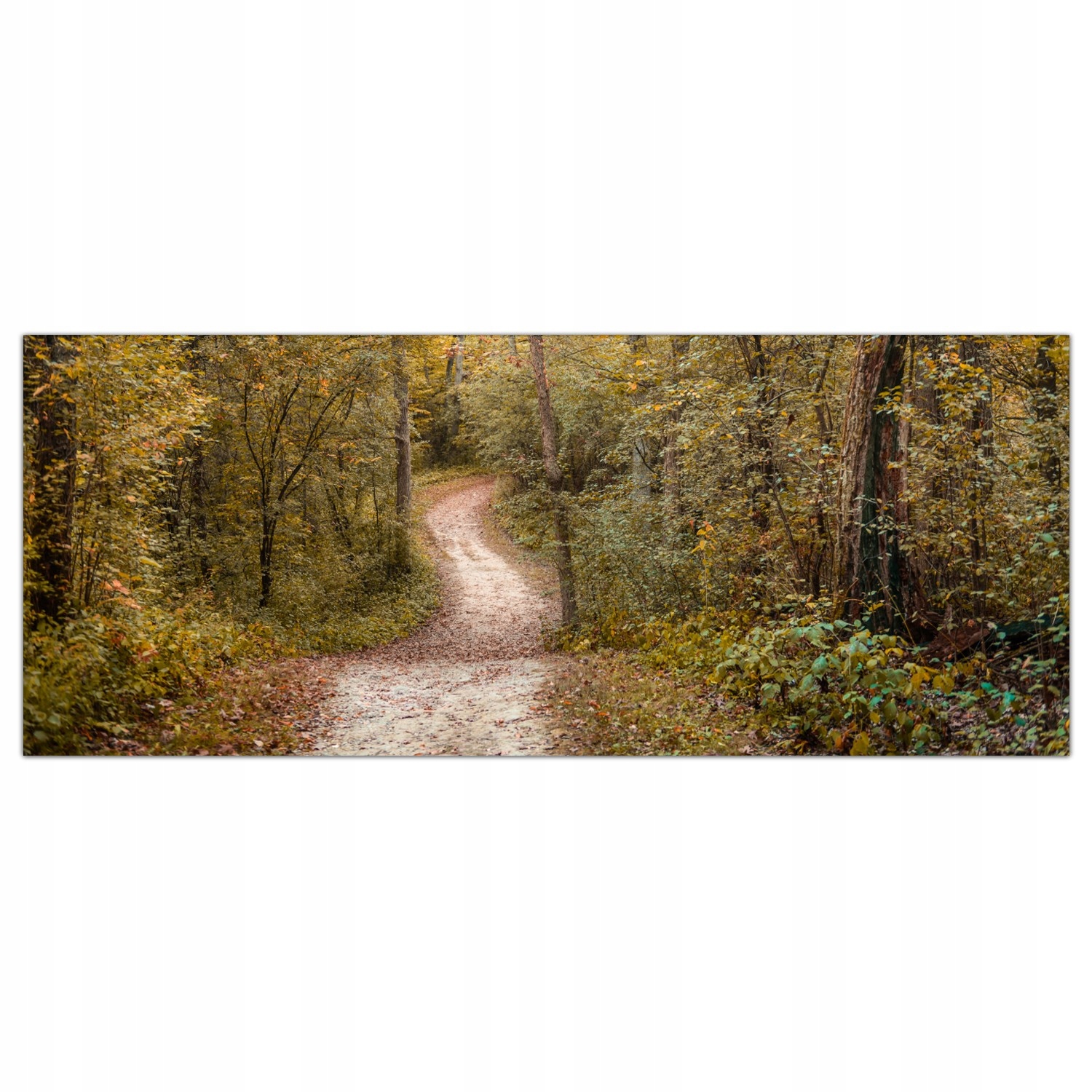 

Obraz na szkle Foto Droga Jesień Las Drzewa 125x50
