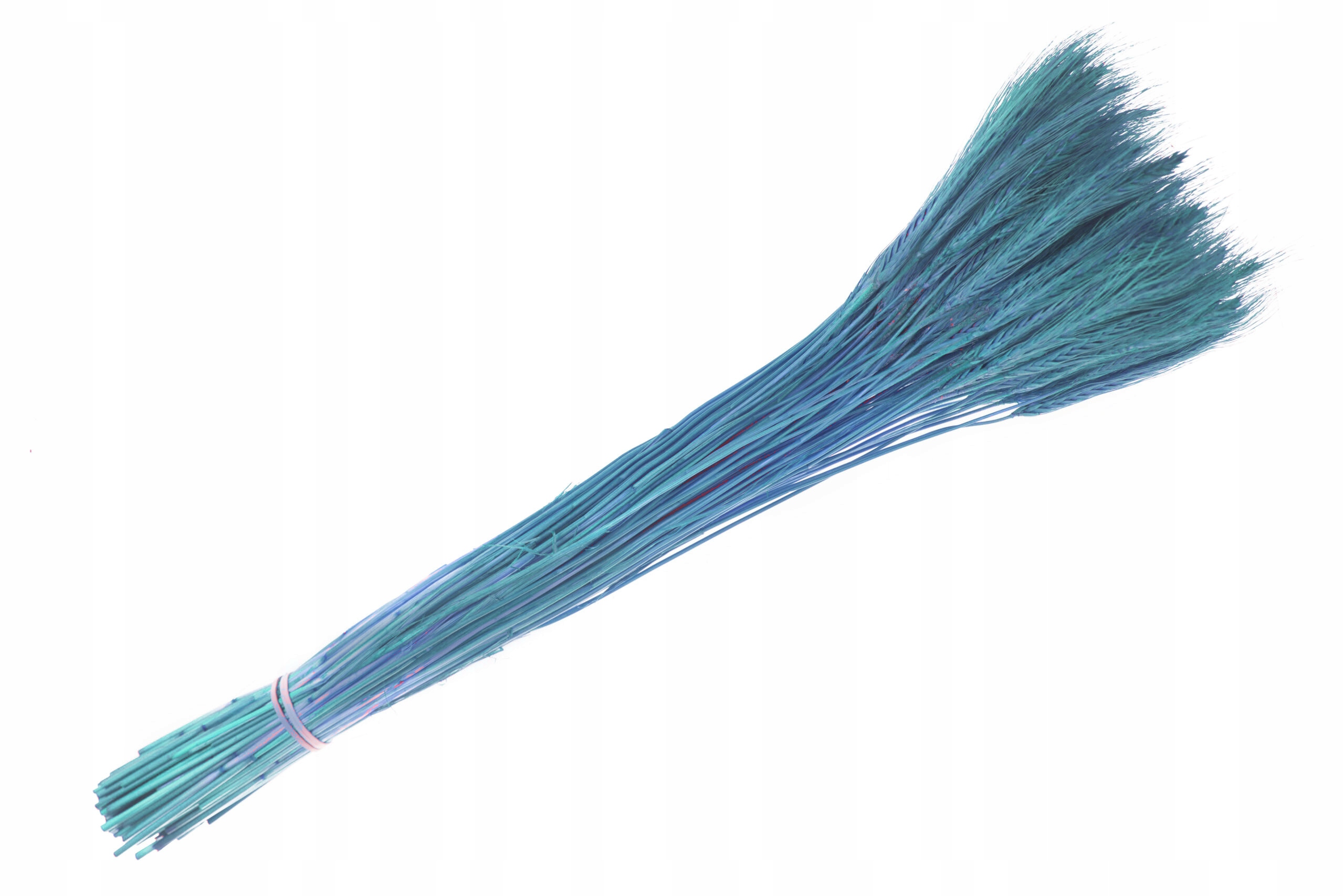 

Suszone pszenżyto Niebieskie susz zboże zboża kłos