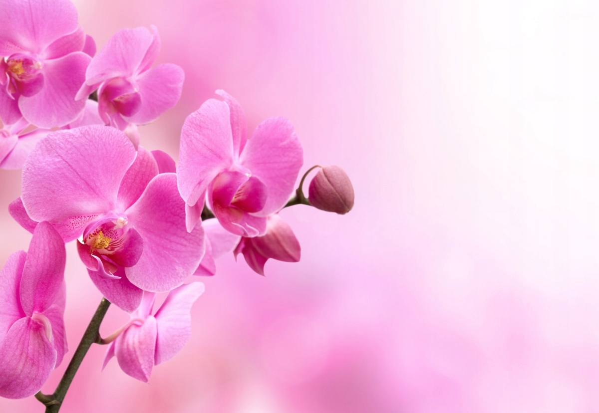 

Fototapeta Flizelinowa Różowa orchidea 152x104