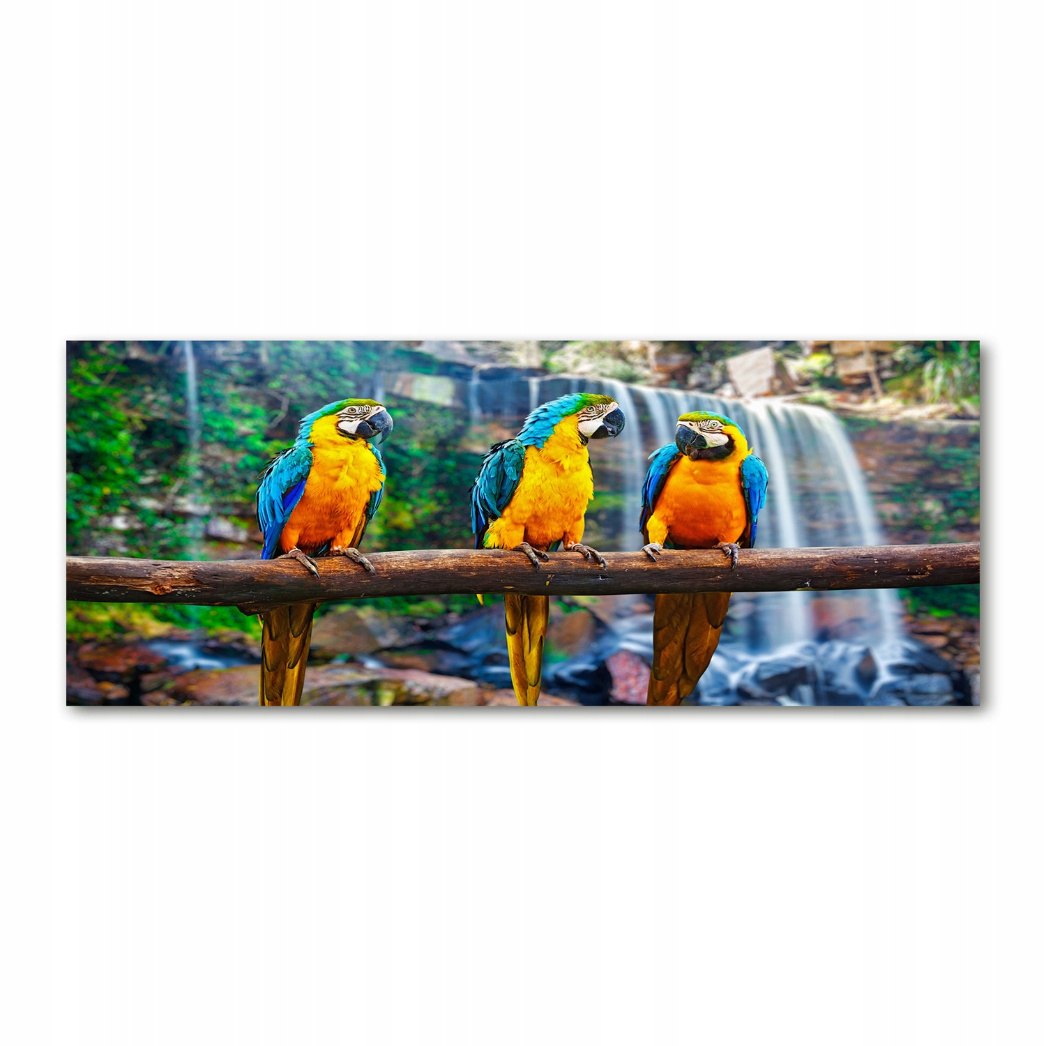 

Foto obraz szkło akryl Papugi na gałęzi 125x50 cm