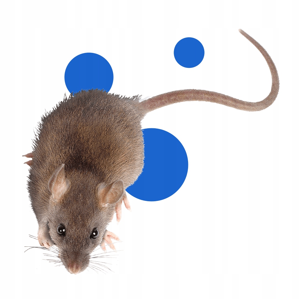 Lep na Myszy i Szczury Bros Pułapka Lepowa na Myszy i Szczury PAKIET Rodzaj lep