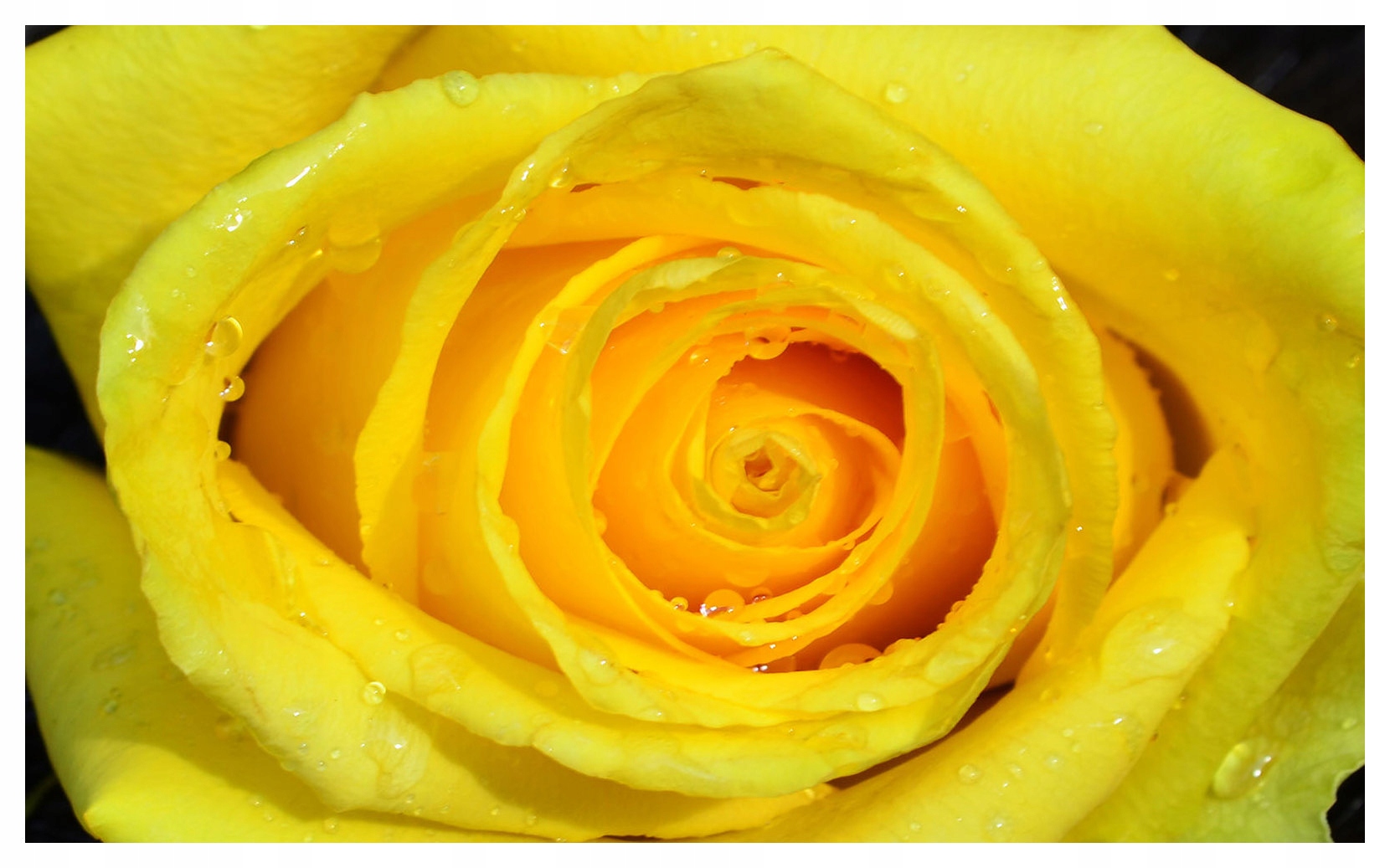 Fototapeta Žltá ruža Makro krása prírody sviežosť rosy 312x219 lepidlo