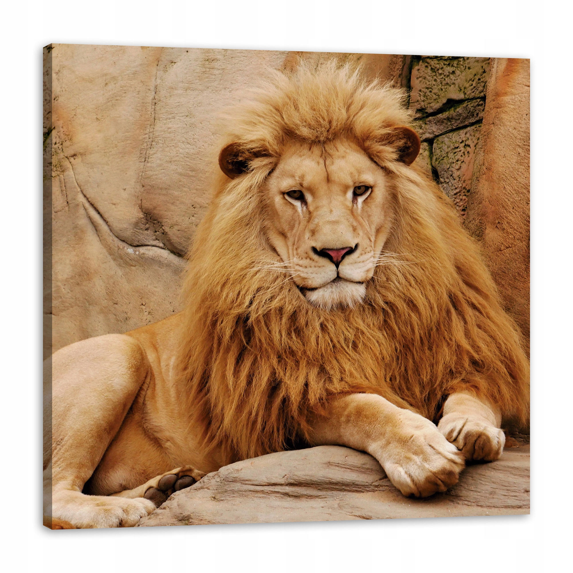 Obraz na plátně Zvíře ležící u skály Příroda 80 x 80 cm