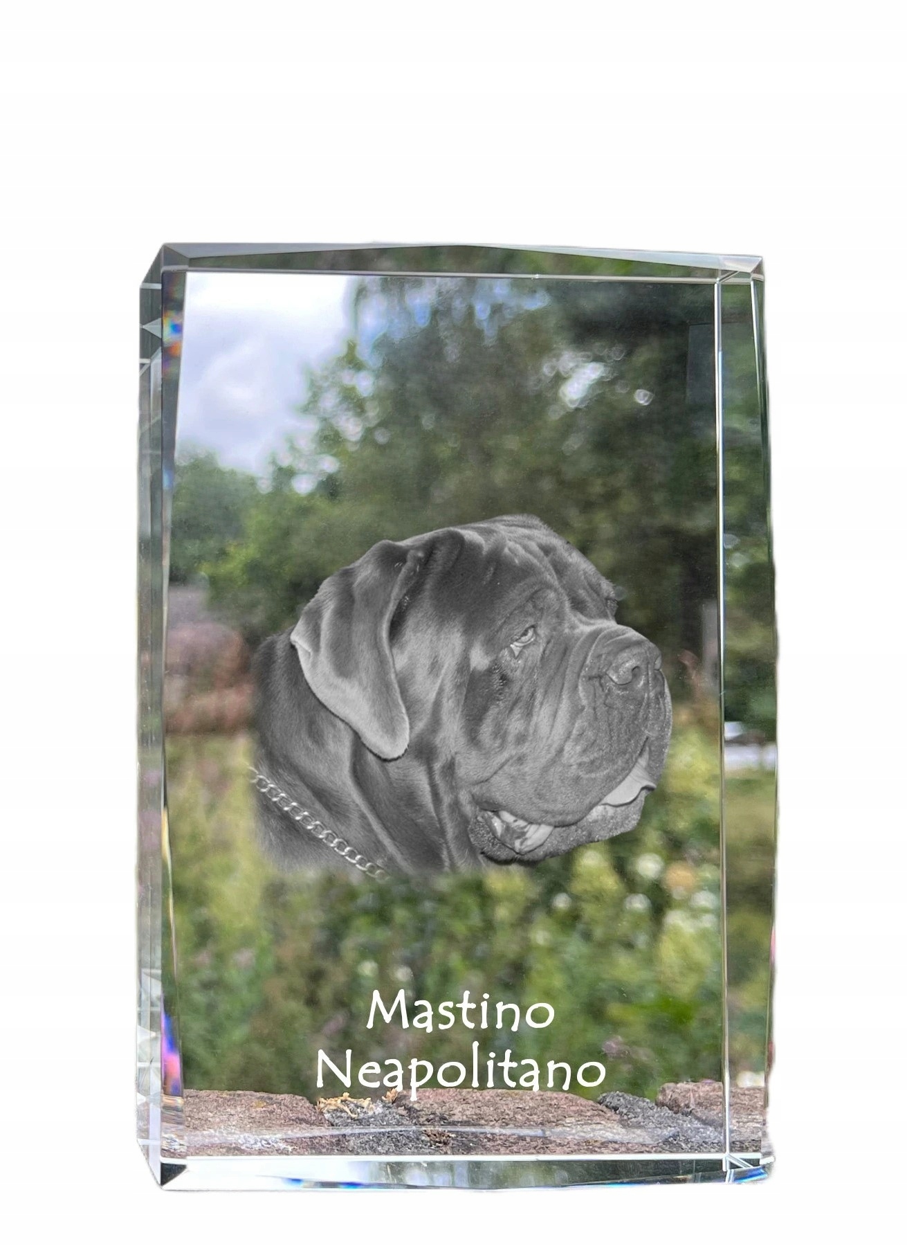Neapolský mastif fotografia psa v kryštáli, suvenír, trofej, soška