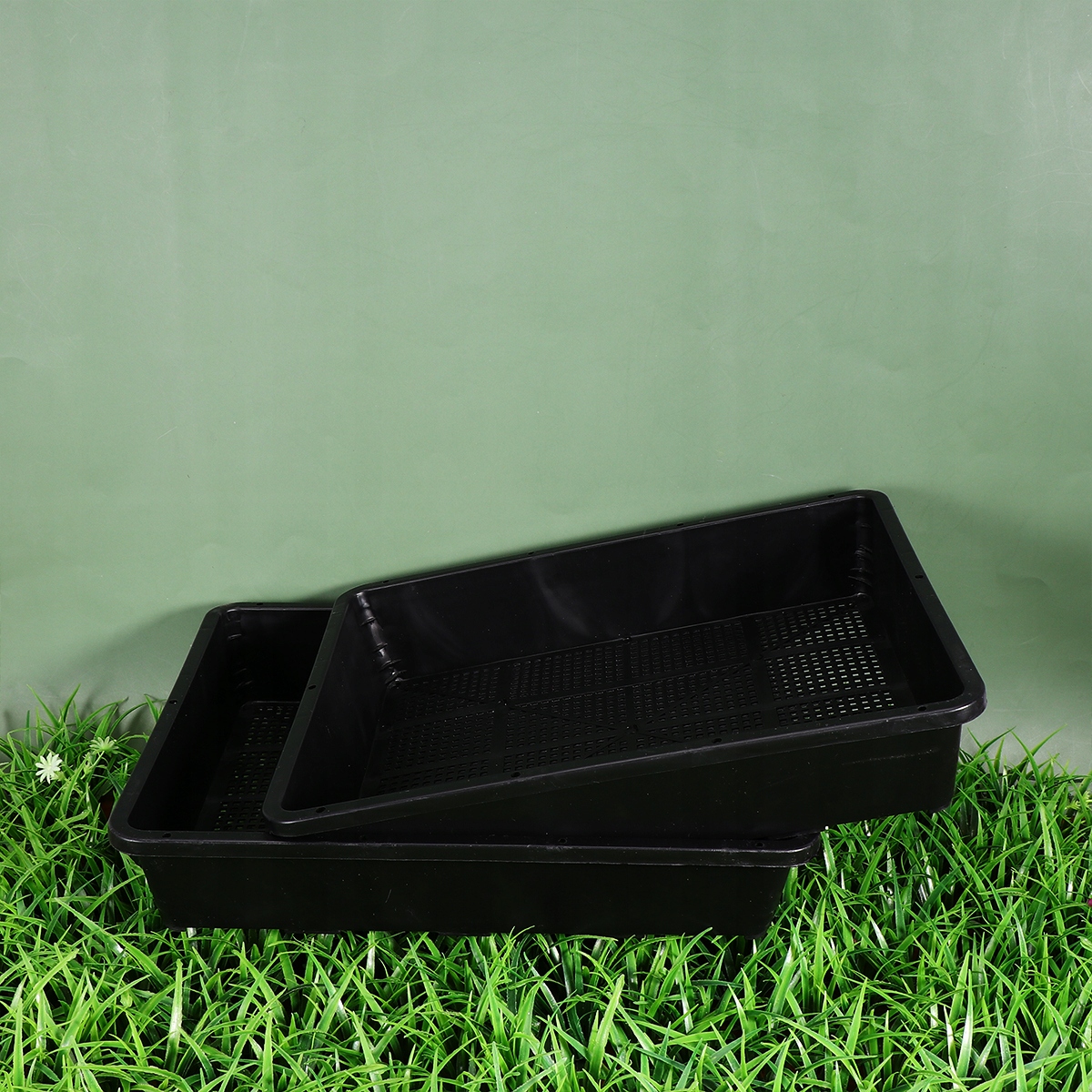 Trawa do uprawy kiełków fasoli 9 szt Długość 37 m