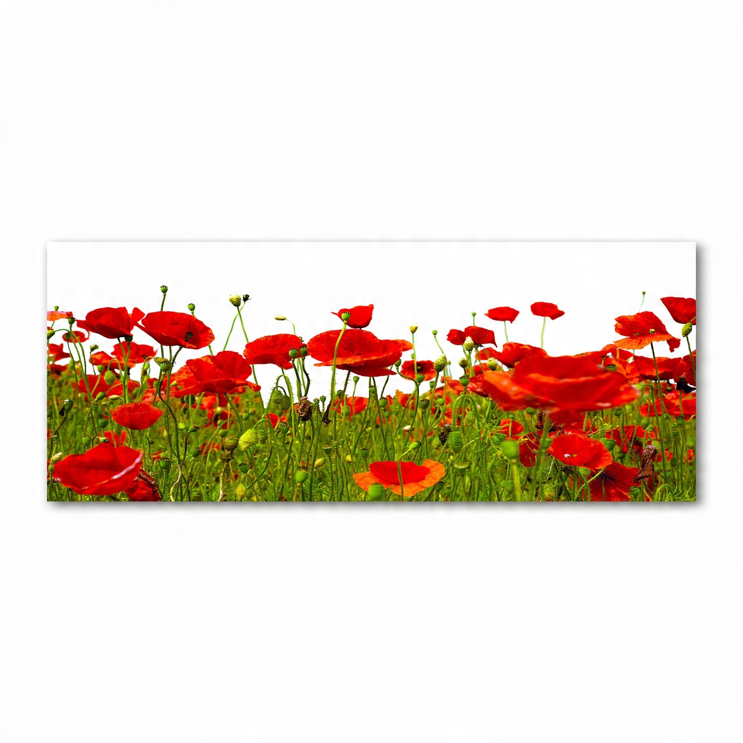 

Foto obraz akryl nowoczesny Polne maki 125x50 cm
