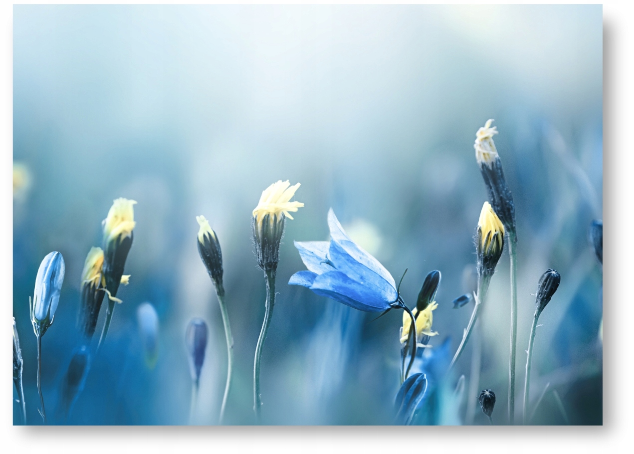 KWIAT NIEBIESKI BOHO plakat 40x50 cm obraz #208