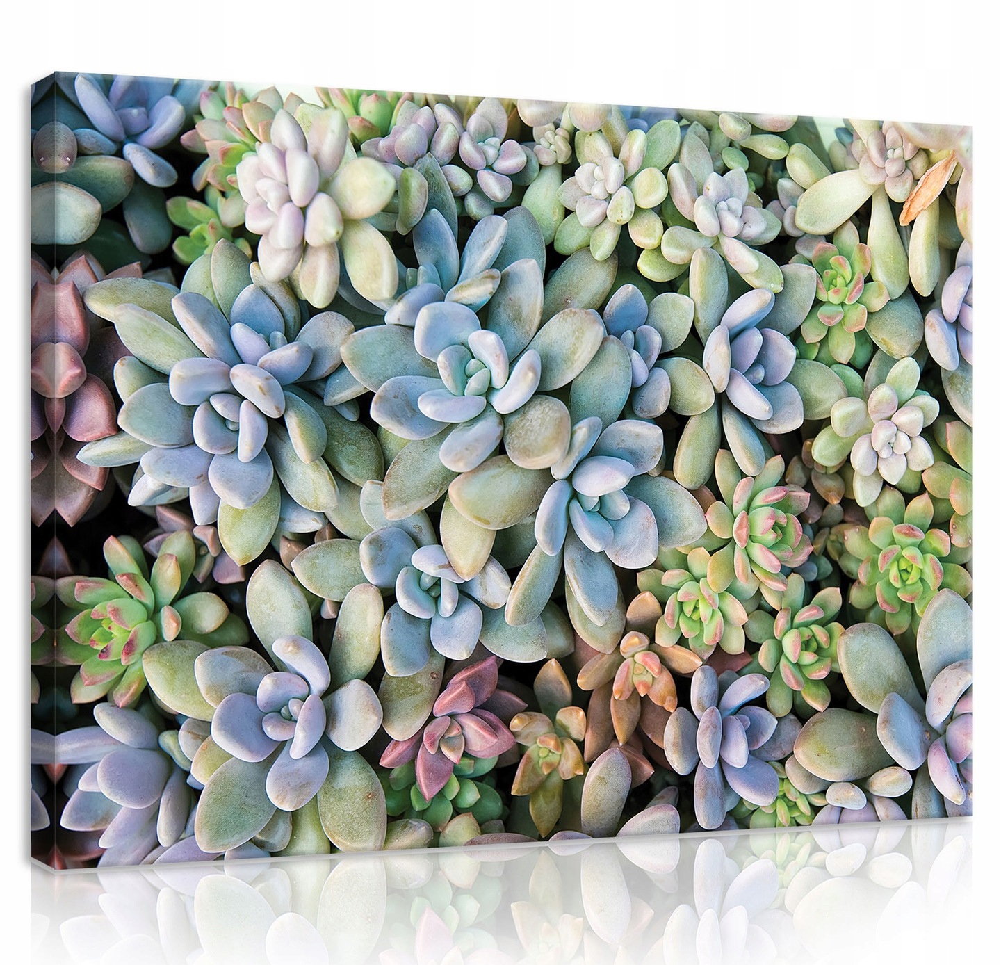 Obraz Na Plátně Canvas 100x75 Skalník Rojník