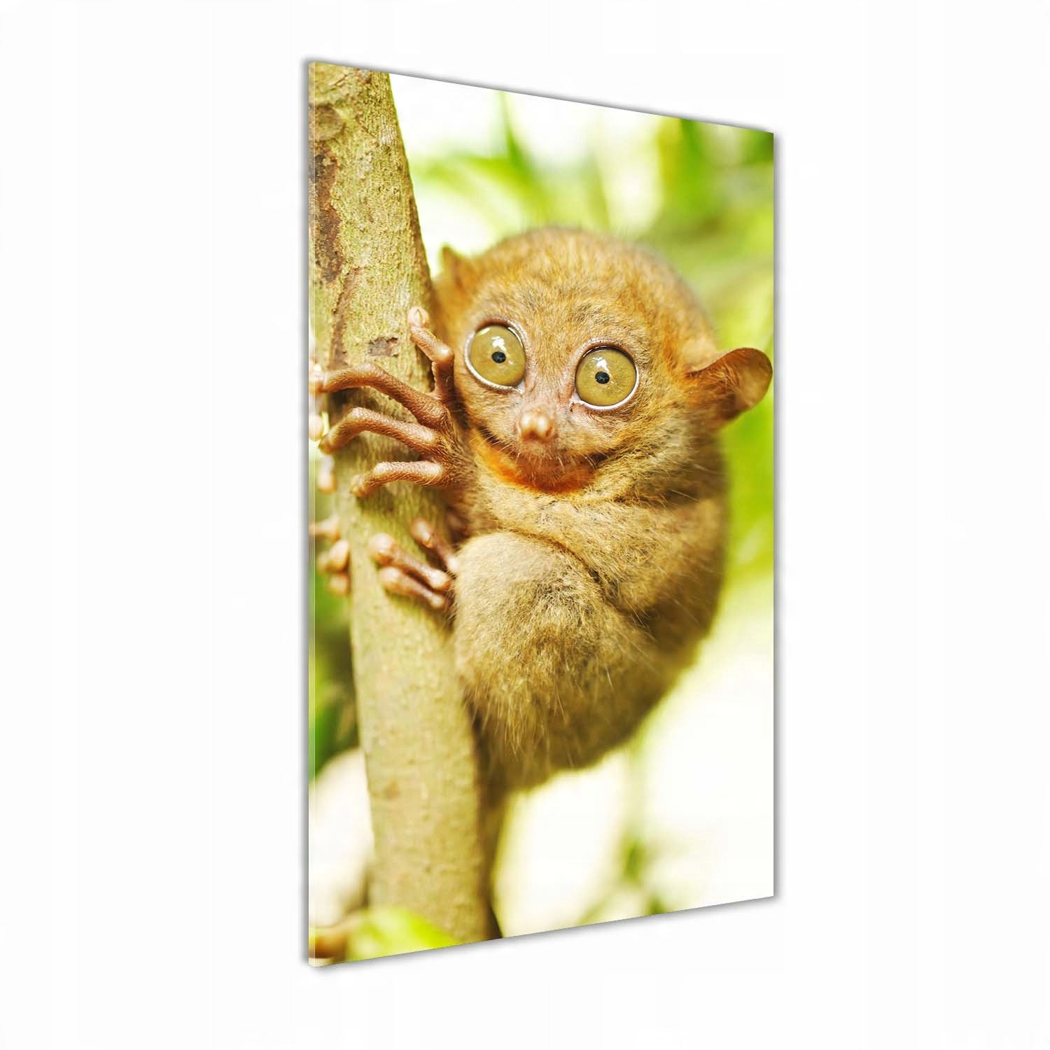 

Foto obraz szkło hartowane Wyrak upiorny 50x100 cm