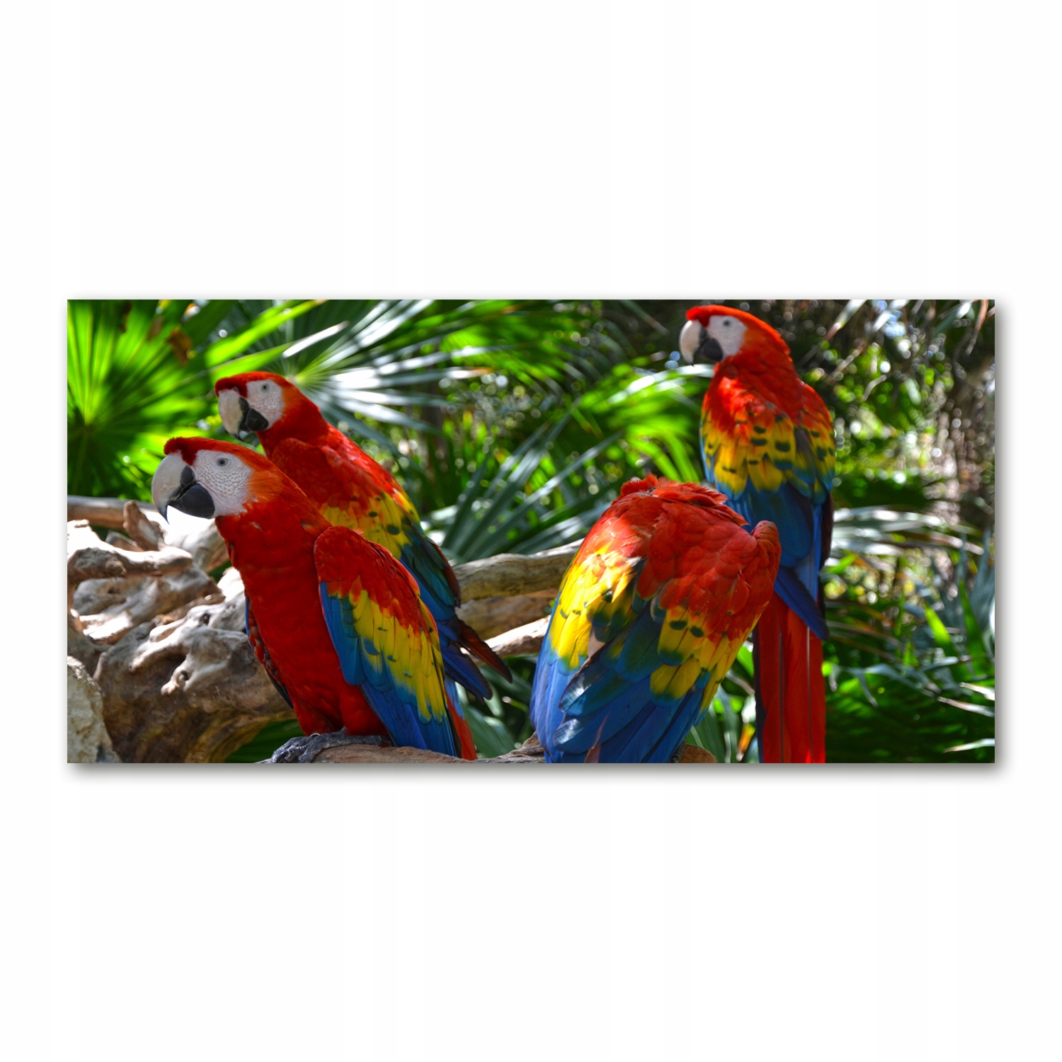 

Foto-obraz akrylowy Papugi Ary zdjęcie 140x70 cm