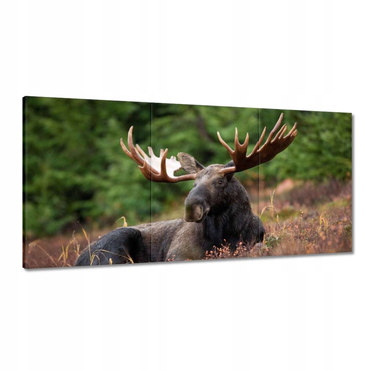 Obrazy 180x90 Los v hale