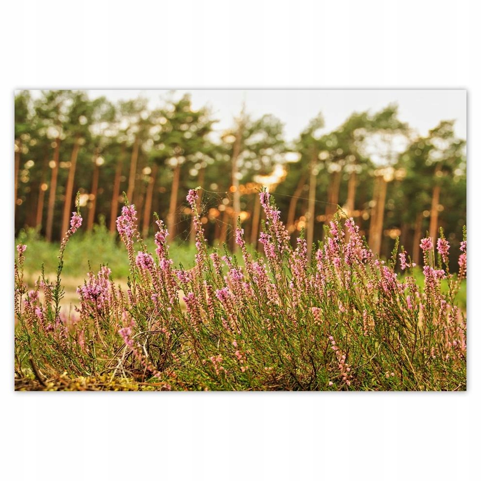 

Plakat 93x62 Wrzos opleciony pajęczyną