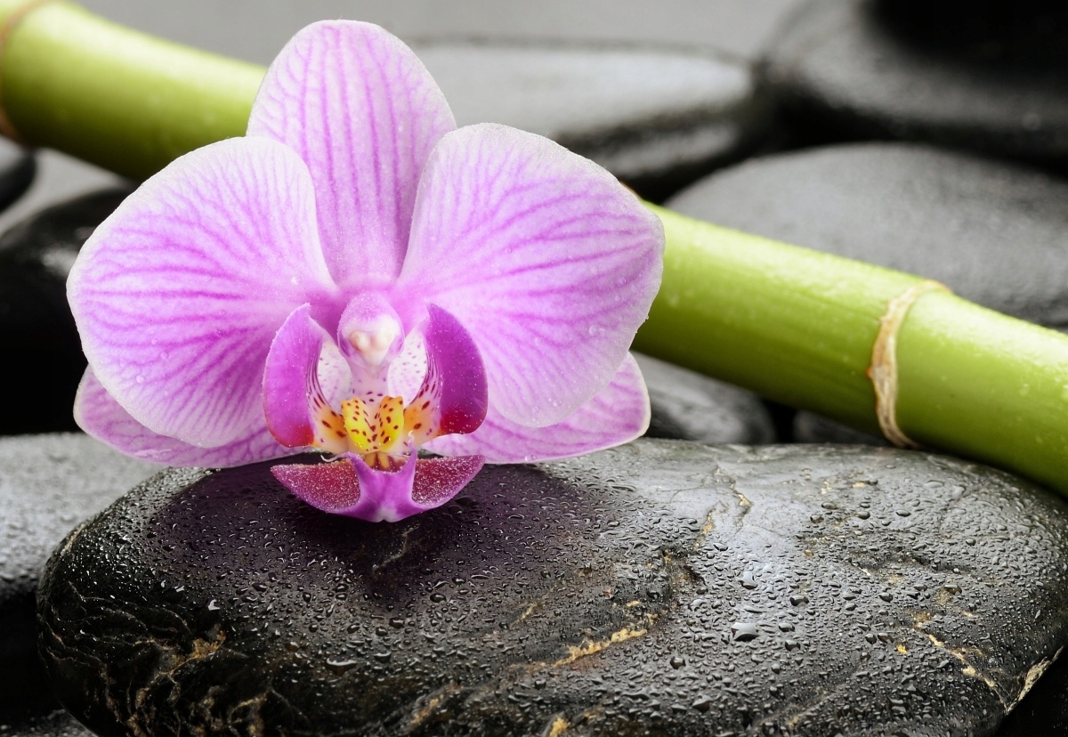 

Tapeta flizelinowa Orchidea Kamienie 152x104