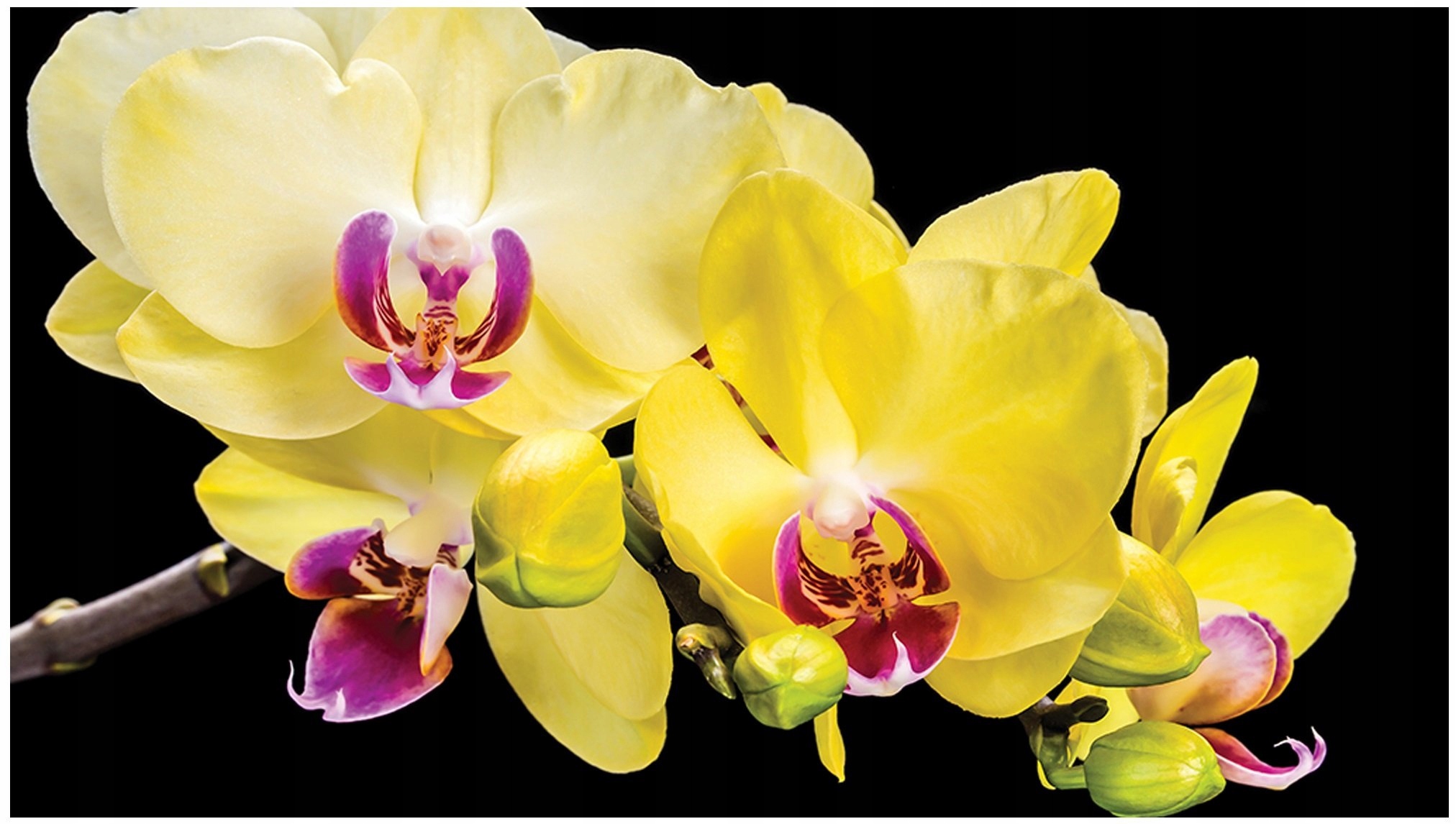 Fototapeta orchideje květiny fototapety 368 x 254