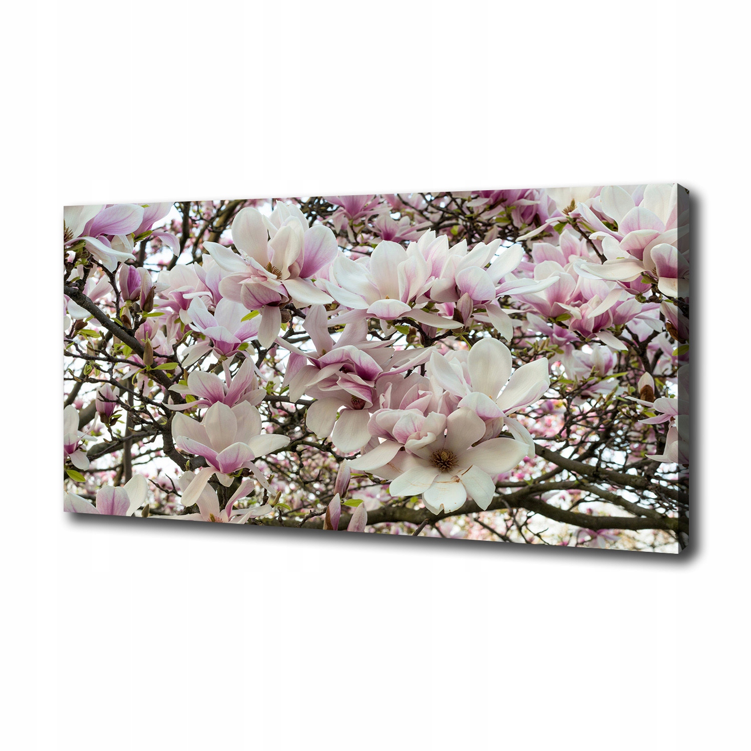 

Foto obraz na płótnie Kwiaty magnolii 100x50 cm