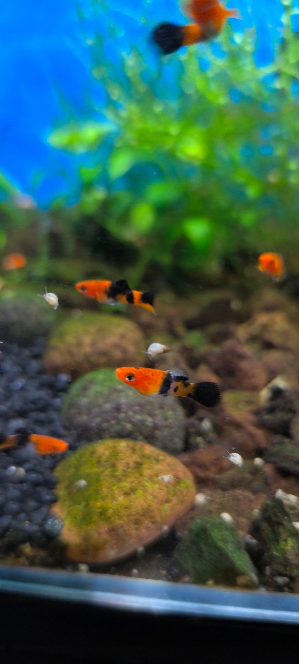Mieczyk Hellera Tricolor