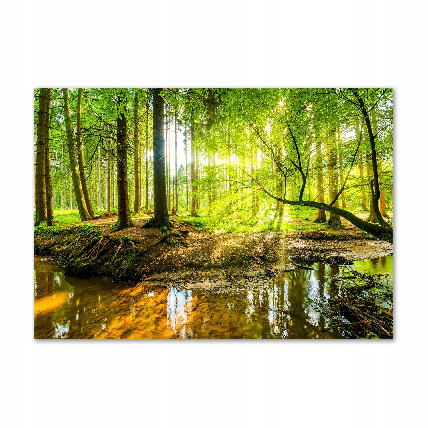 

Foto obraz szklany Sadzawka w lesie 100x70