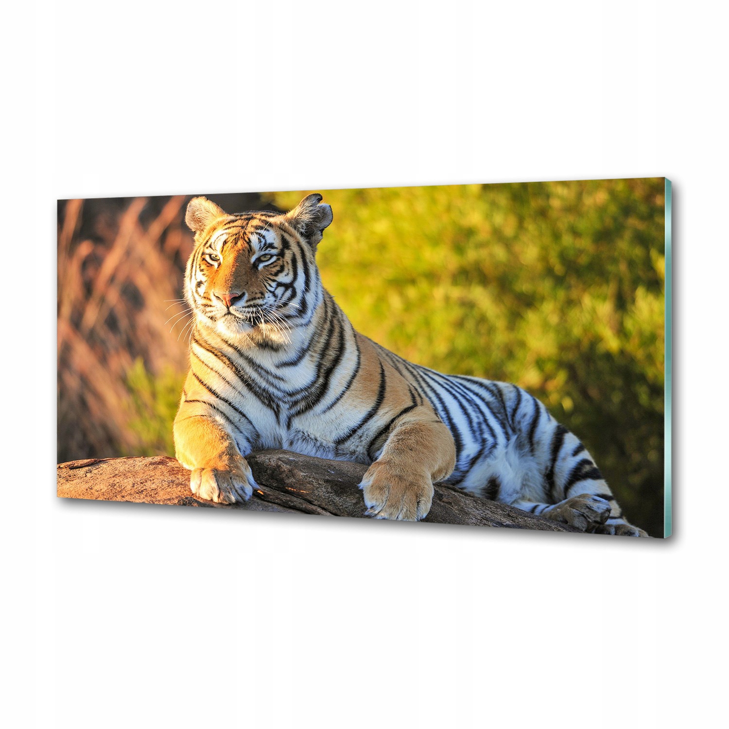 Panel do kuchyne Portrét tigra 120 x 60 cm Lepidlo