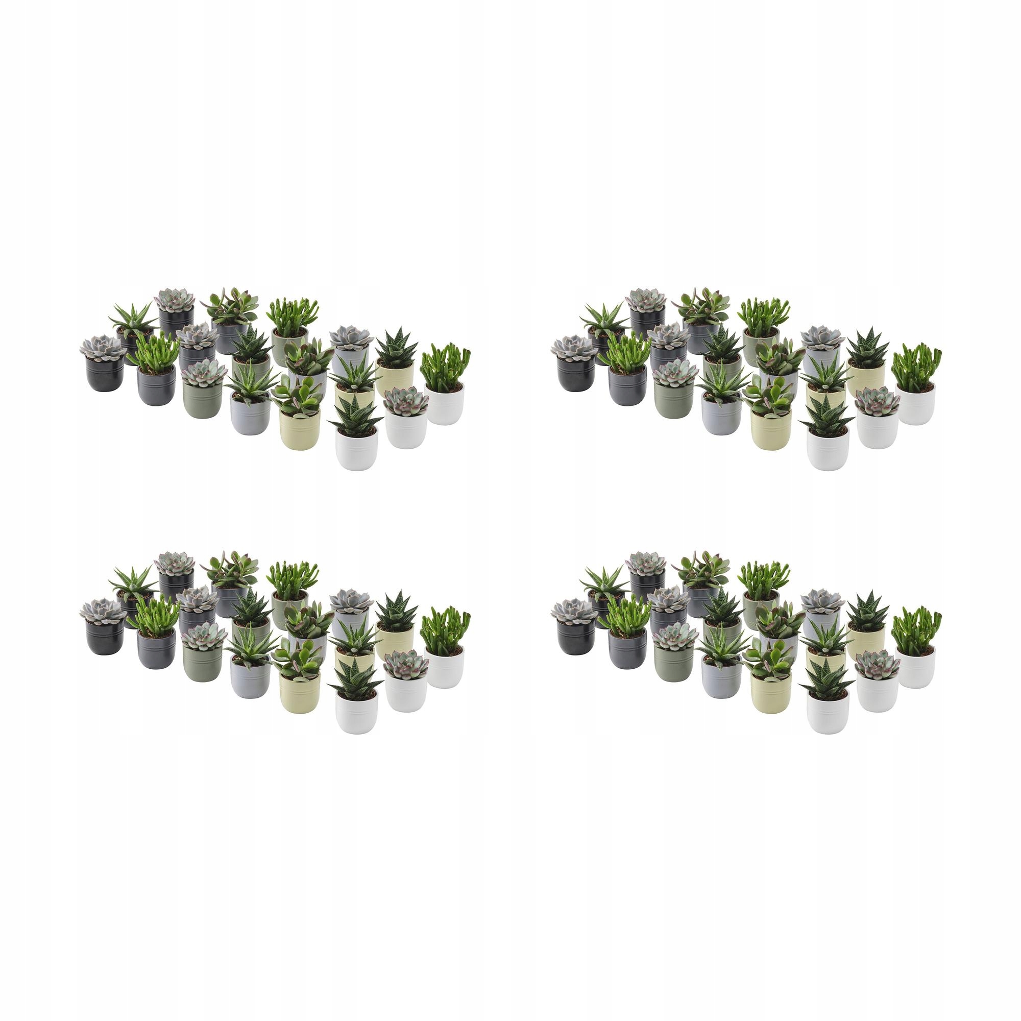 4 ks Succulent Rostlina s květináčem Sukulent různé barvy 6 cm