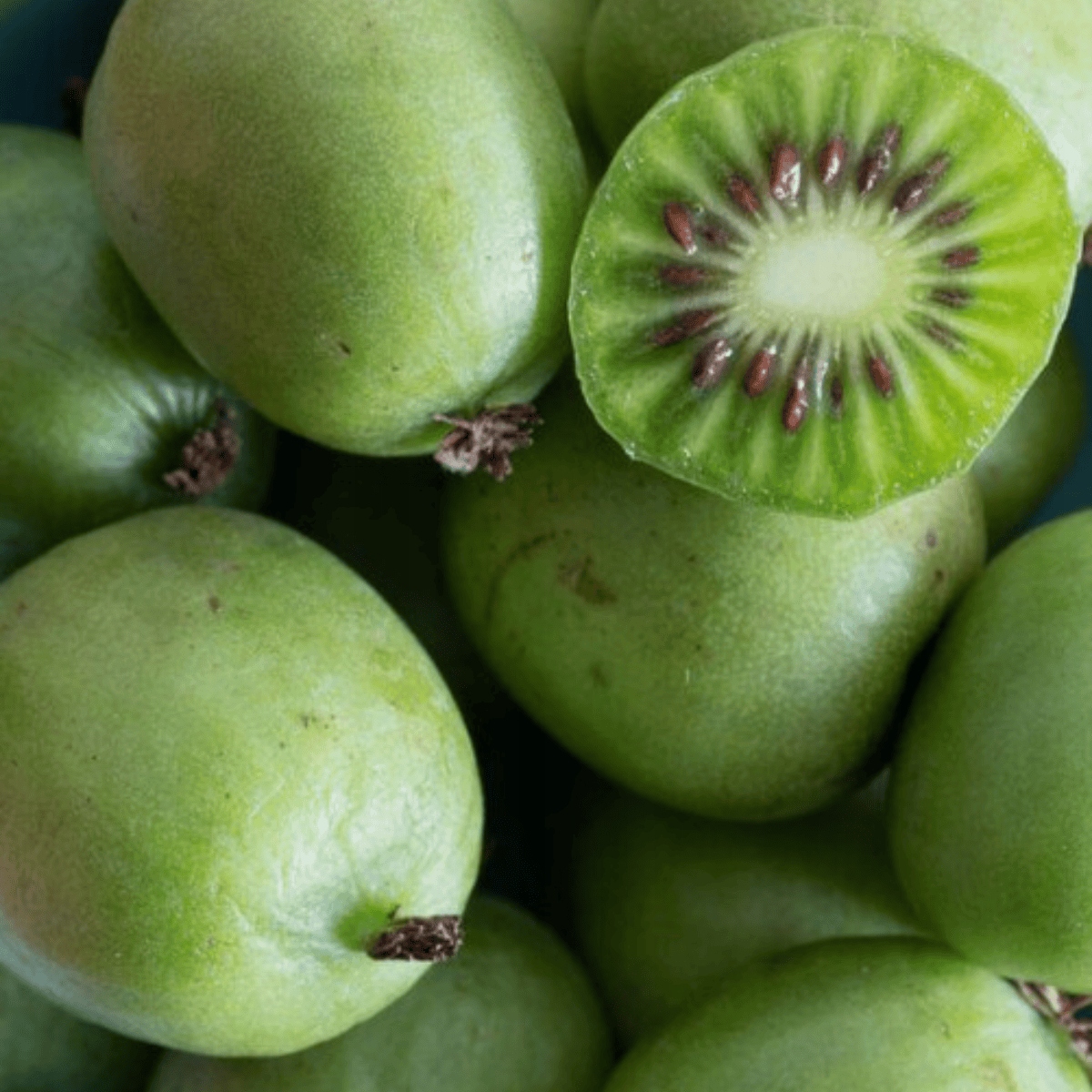 SADZONKI MINI KIWI KOKUWA AKTINIDIA SAMOPYLNA OBUPŁCIOWA OWOCE PNĄCZE DUŻA