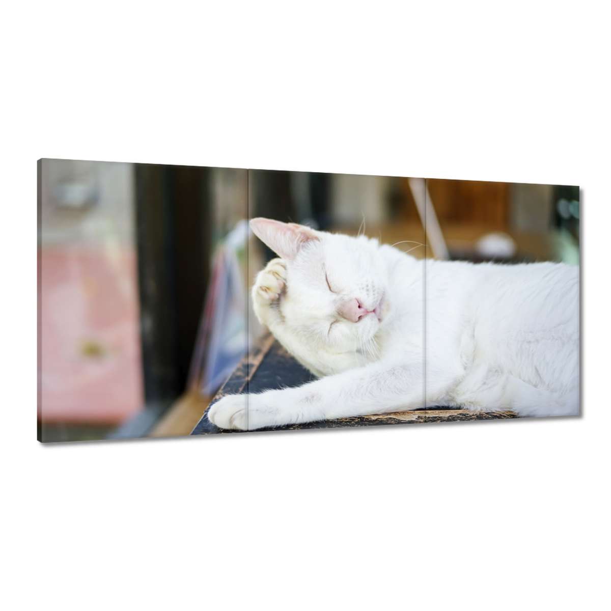 Obrazy 180x90 Mačka Mačky