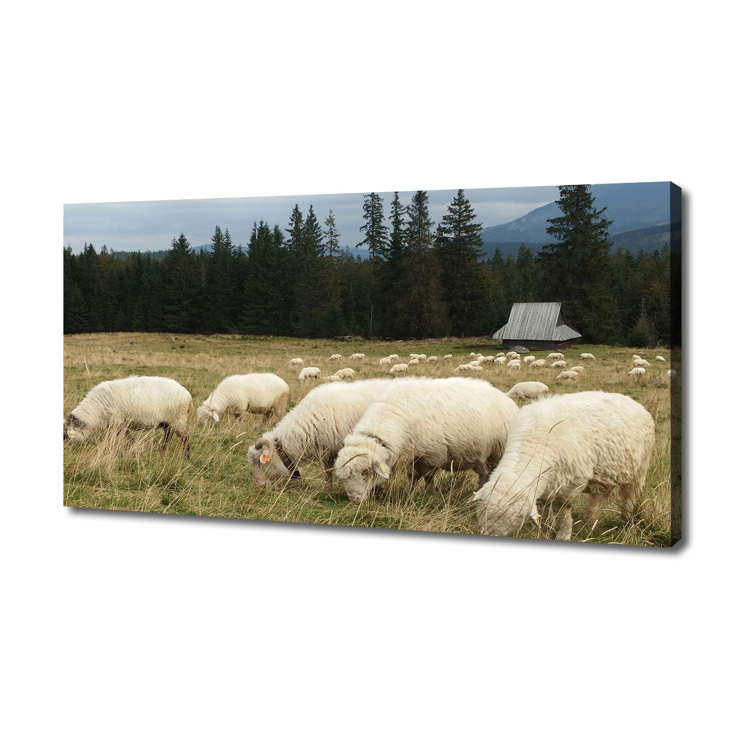 

Foto obraz na płótnie Pasące się owce 140x70 cm