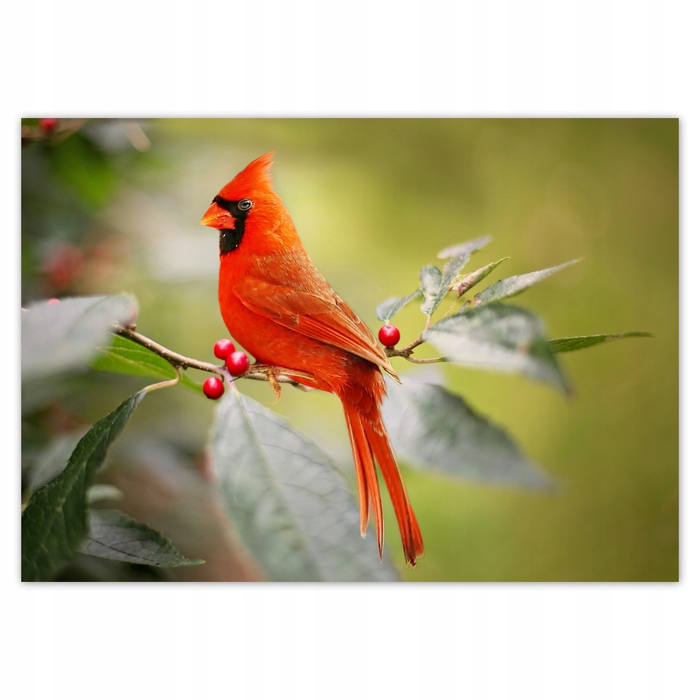 

Fototapety flizelina 208x146 Ptak Kardynał