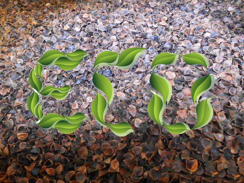 Poduszka dziecka łuską gryki 30x50 alergików R2 Płeć dziewczynki