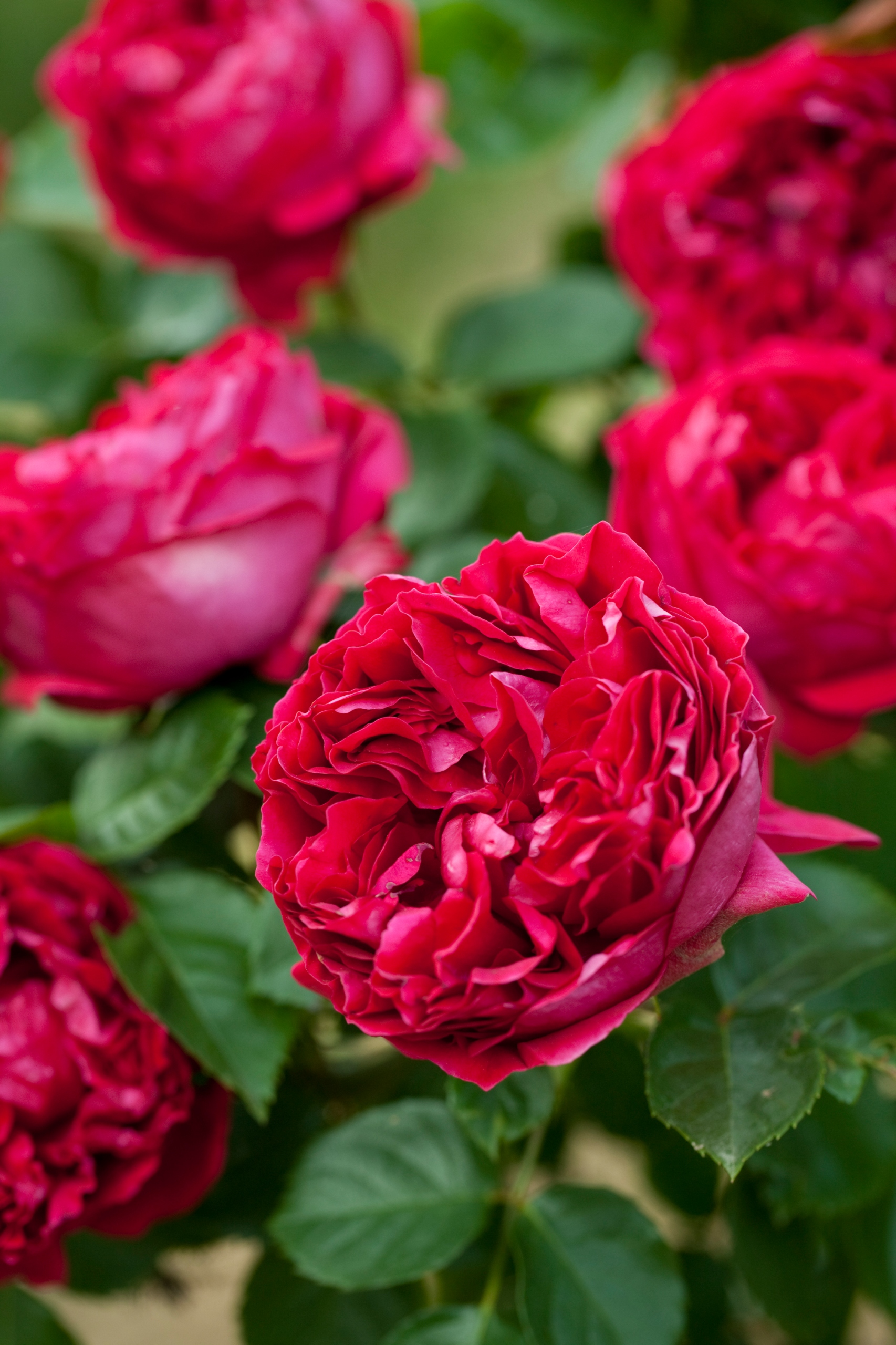 Róża Pnąca RED EDEN ROSE Rose Meidrason