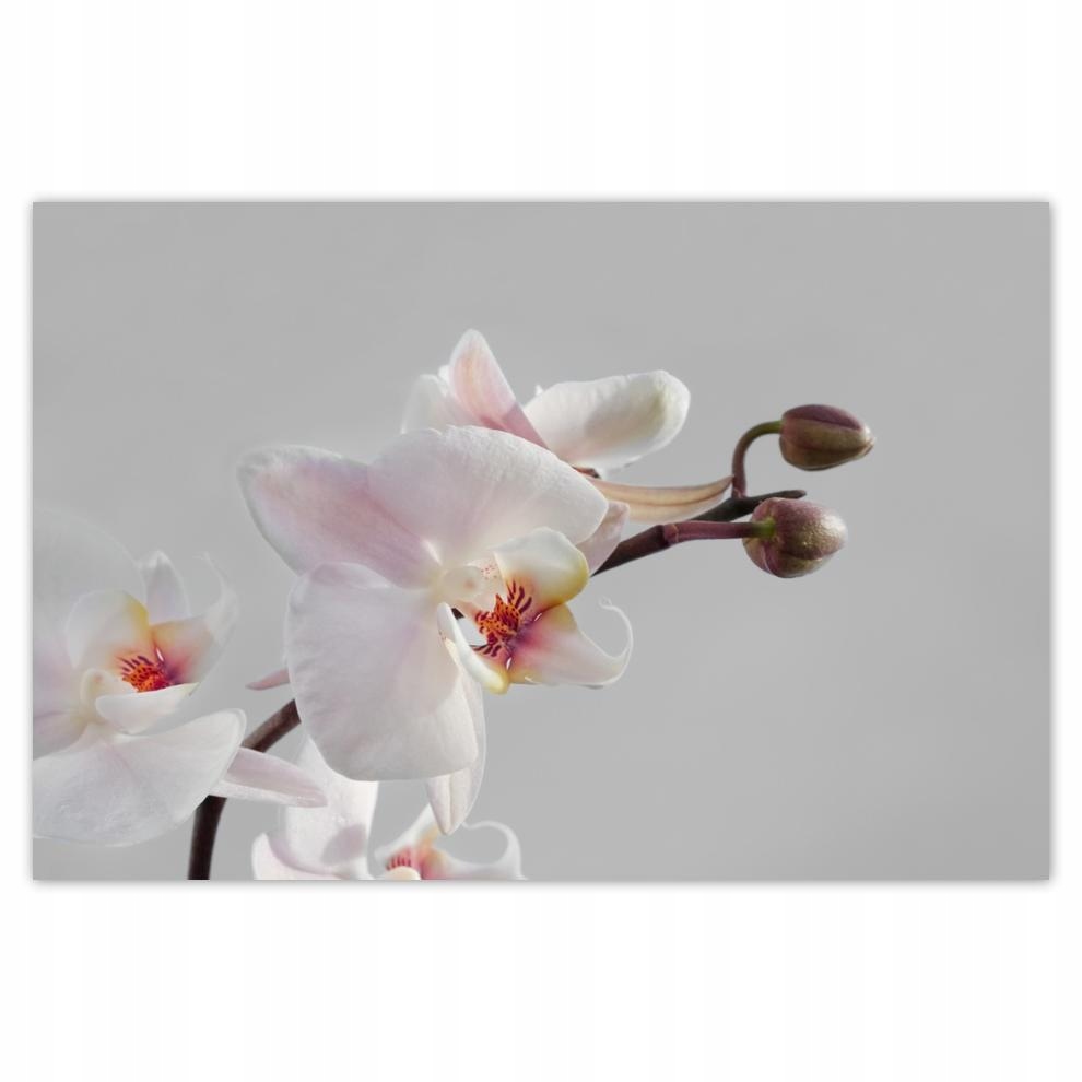 

Plakaty 60x40 Orchidea na ołówkowym tle