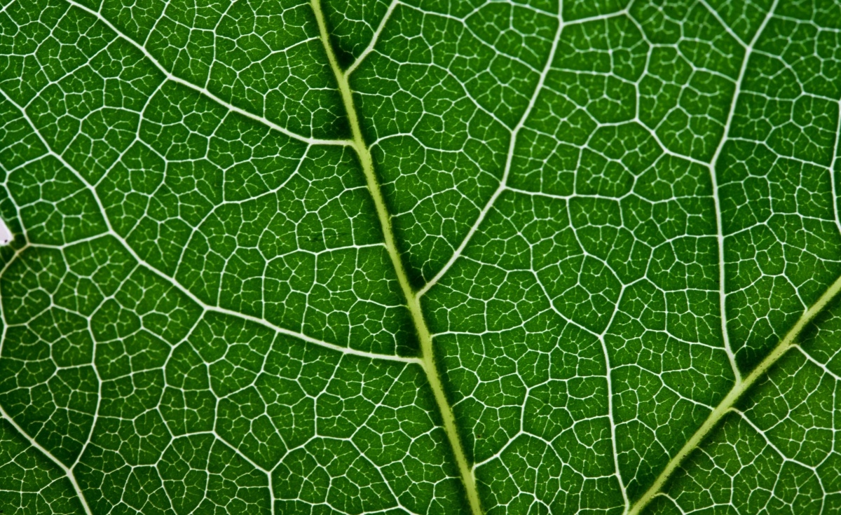 

Fototapeta Flizelinowa Zielony liść 416x254