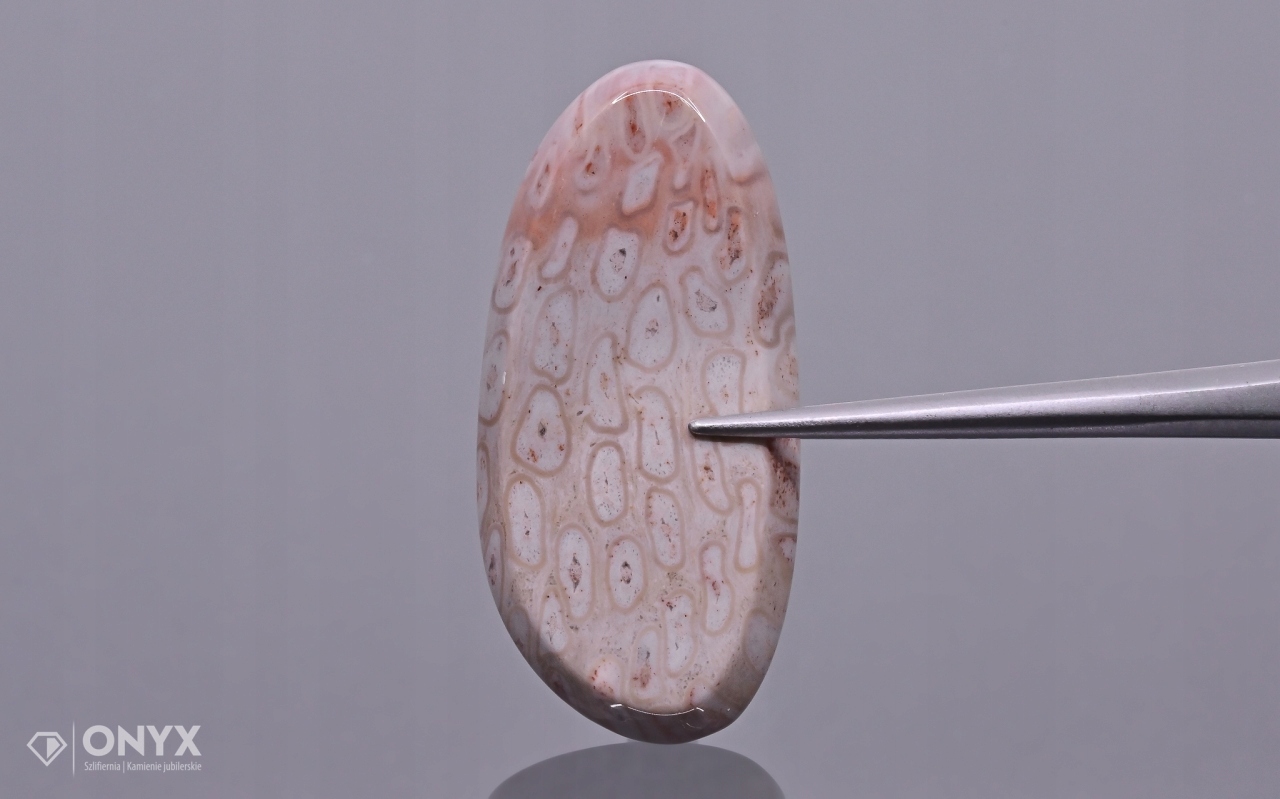 Zkamenělá palma konvexní nepravidelná dlažba 29x14 mm